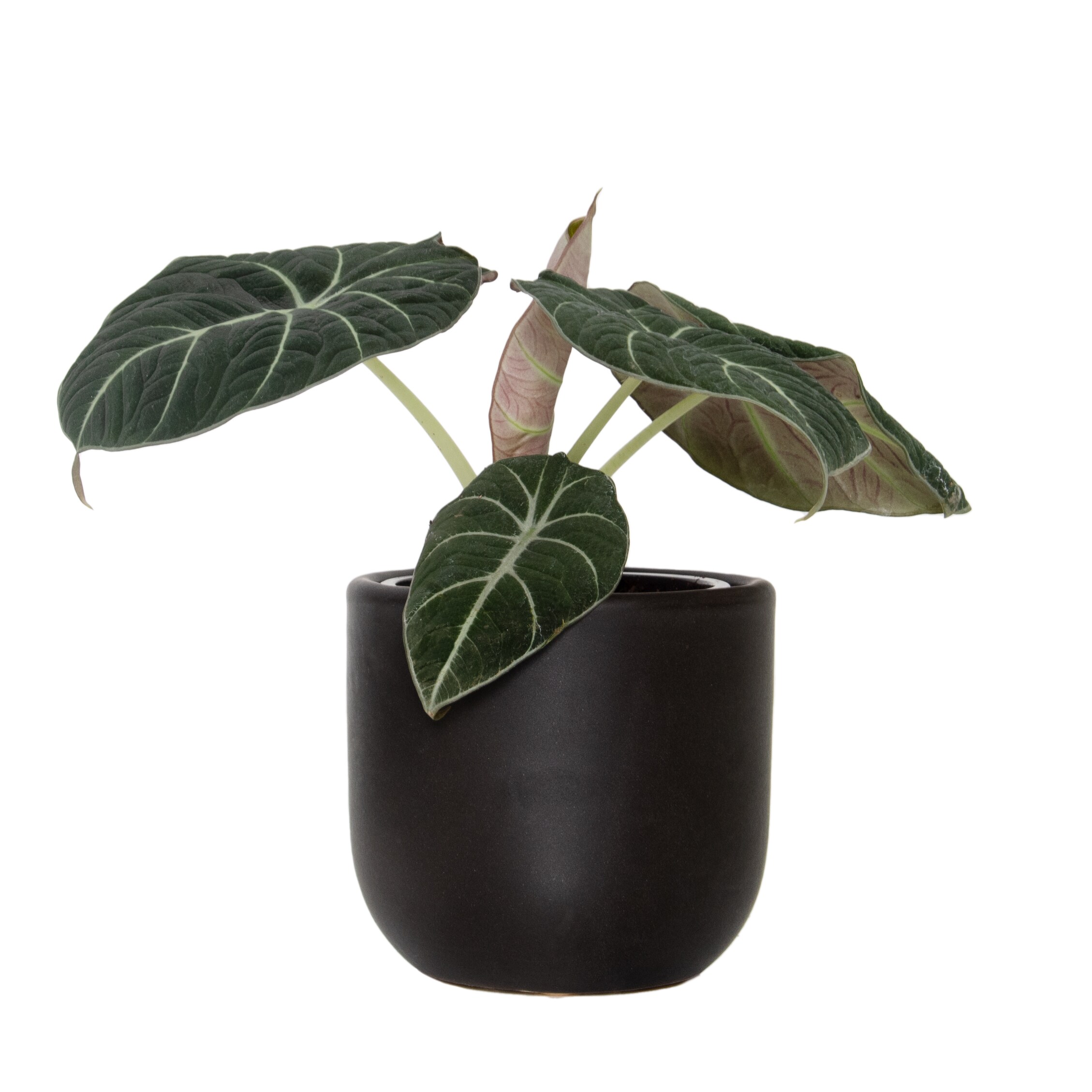 National Plant Network LW4615 Alocasia Black Velvet House Plant in 5-in Planter