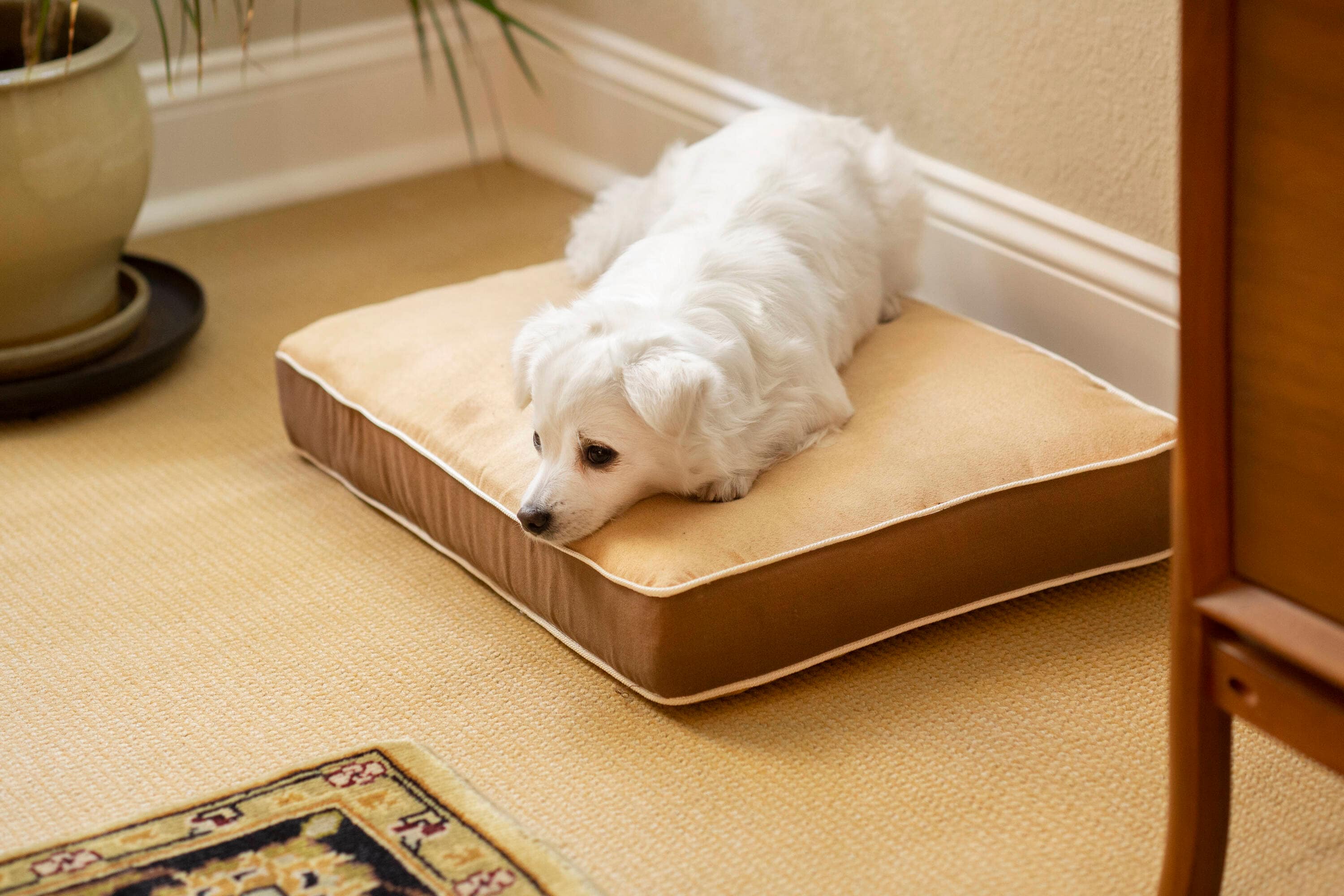 New Age Pet CSH400-S Pet-Beds - View #2