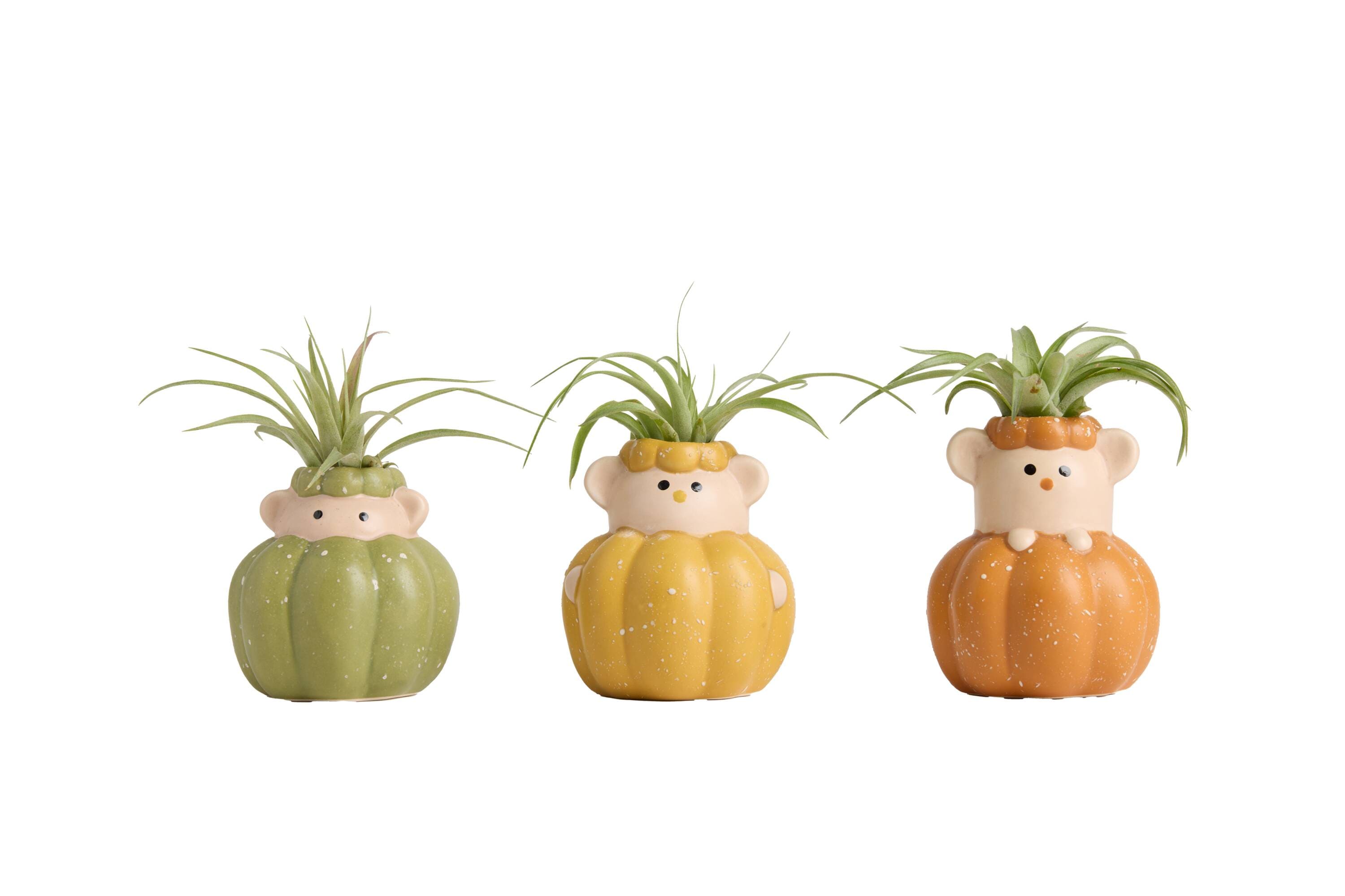LiveTrends Harvest Mice - Air Plant House plant in 3 -Pack Figurine 3 -Pack