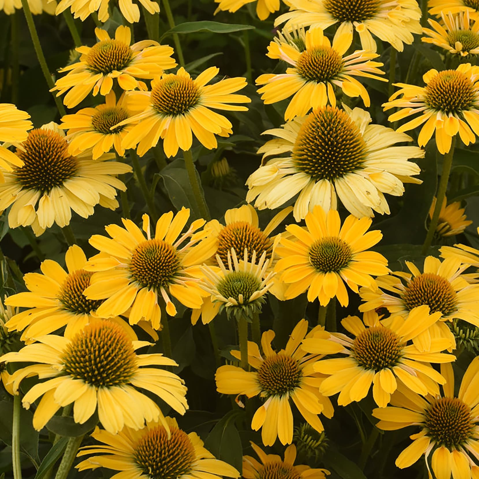 Lowe's 5637603 perennials - View #2