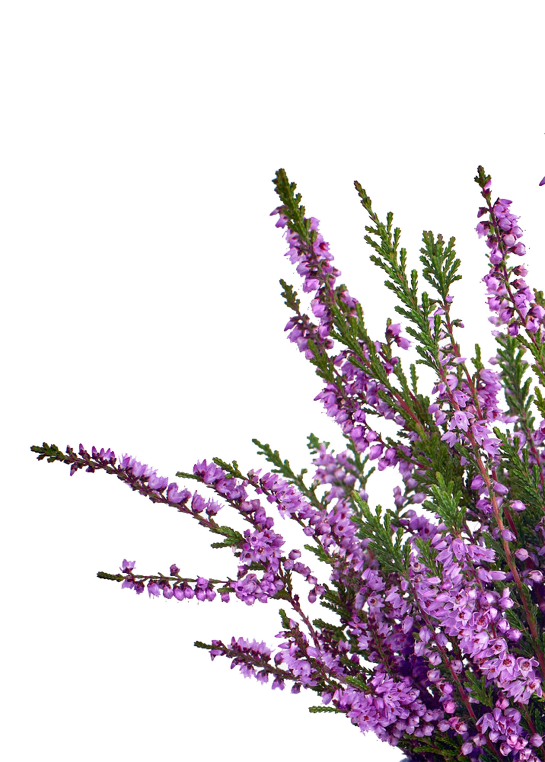  1206 shrubs - View #7