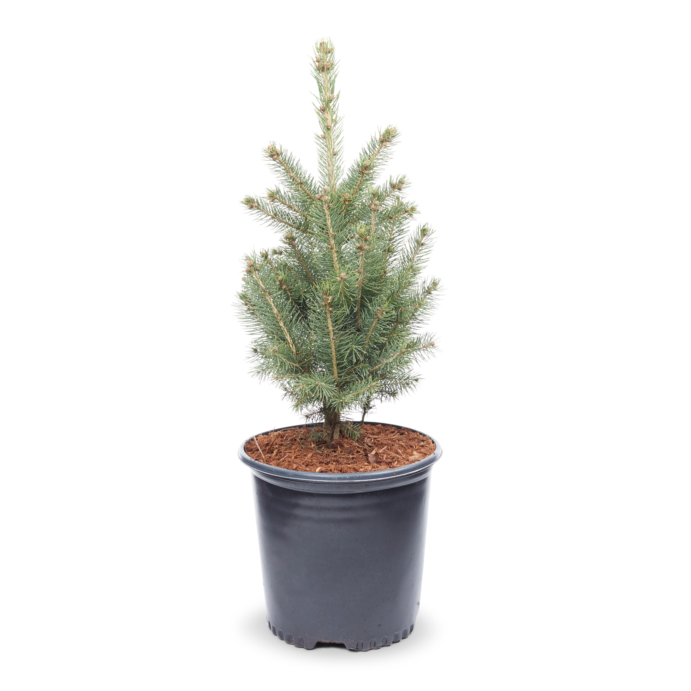 Lowe's Colorado Blue Spruce Screening Shrub in 2.25-Gallon (s) Pot ...