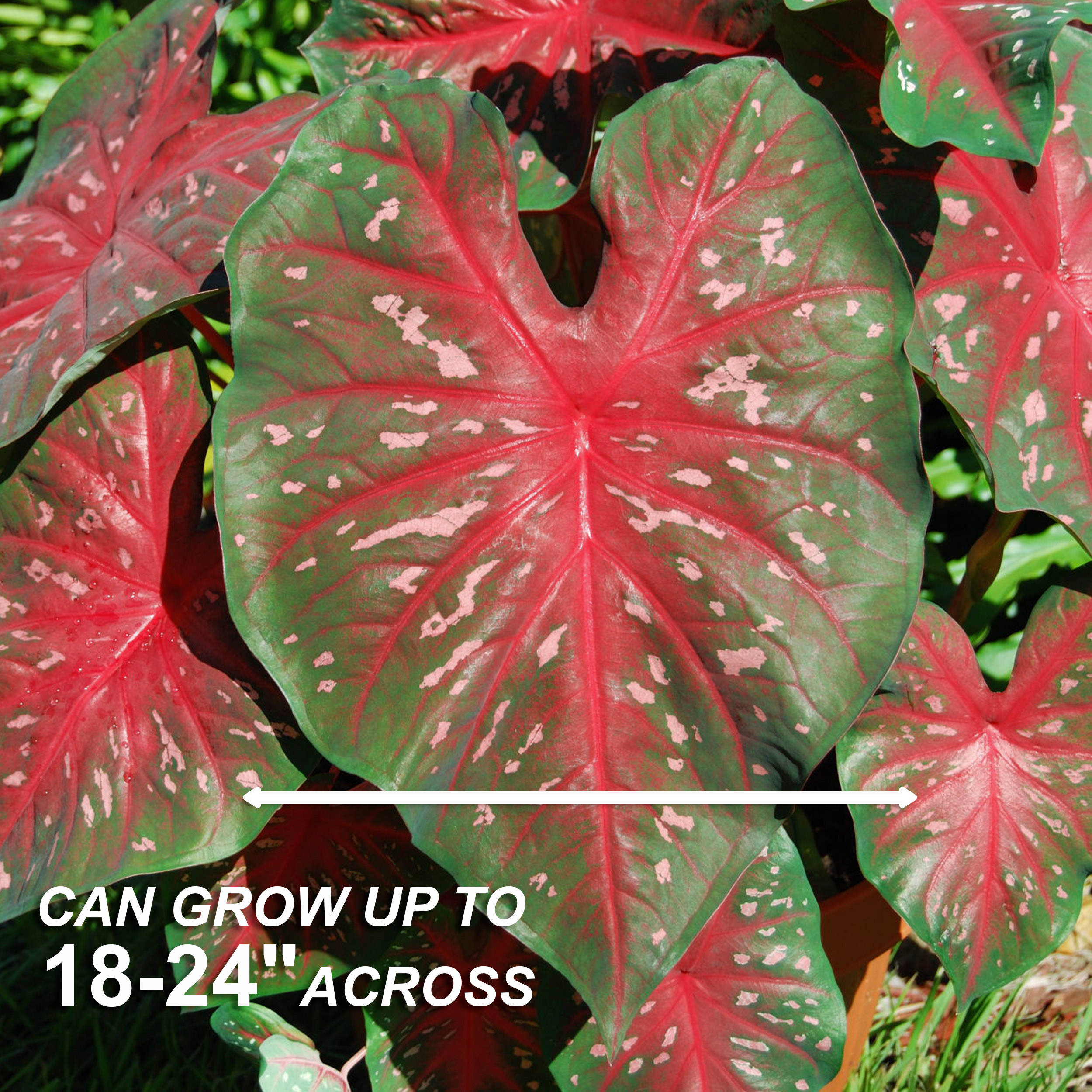 Garden State Bulb Red Caladium Bulbs 40-Count in the Plant Bulbs ...