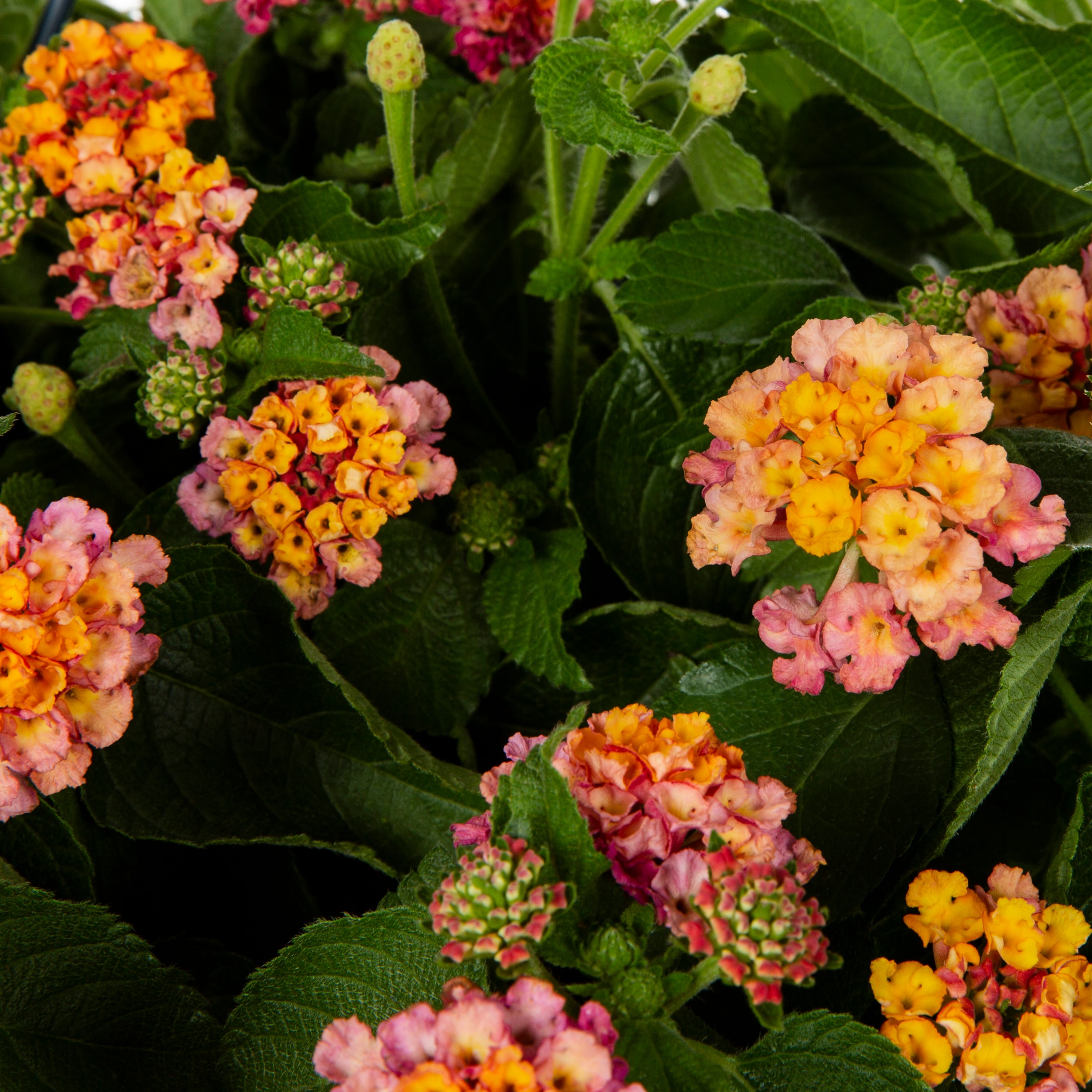 Lowe's NURSERY annuals - View #4