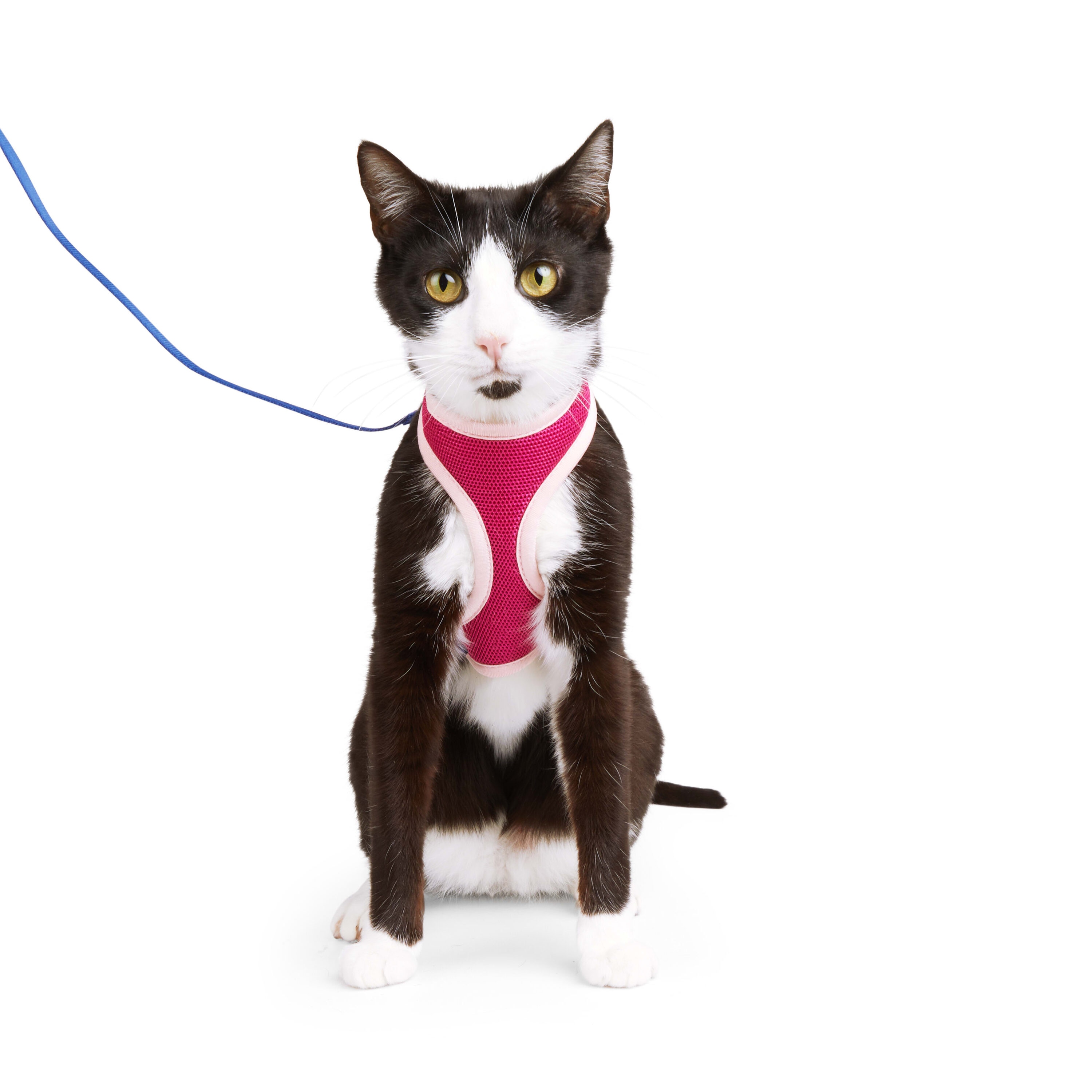 Youly  Mesh Cat Harness and Leash Set Pink and Purple Medium