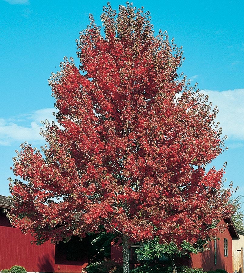  NURSERY 12.07 -Gallon Shade Somerset Red Maple In pot (with soil)