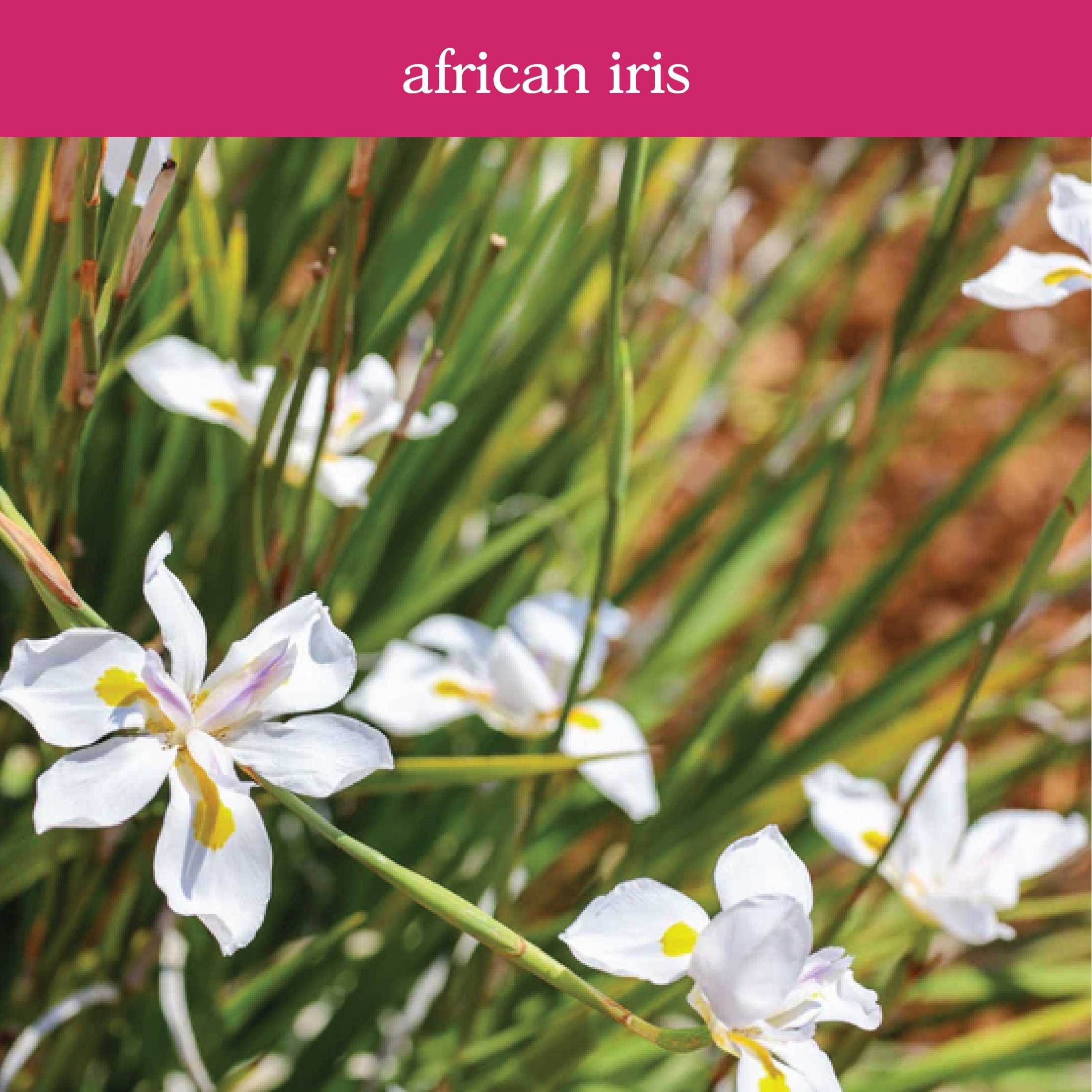 Nature's Way Farms 1.72 -Gallon White African Iris 1 -Pack - Low