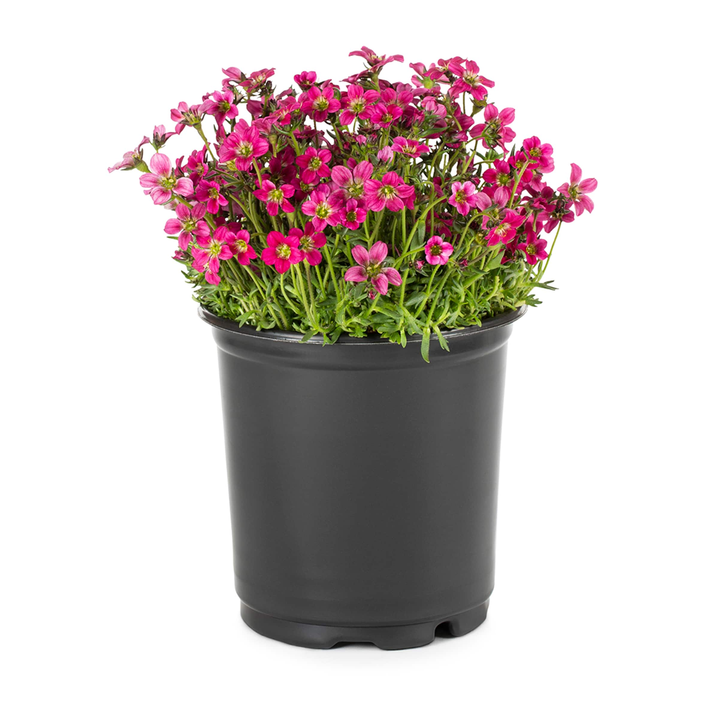 Lowe's Multicolor Veronica in 2.5-Quart Pot in the Perennials