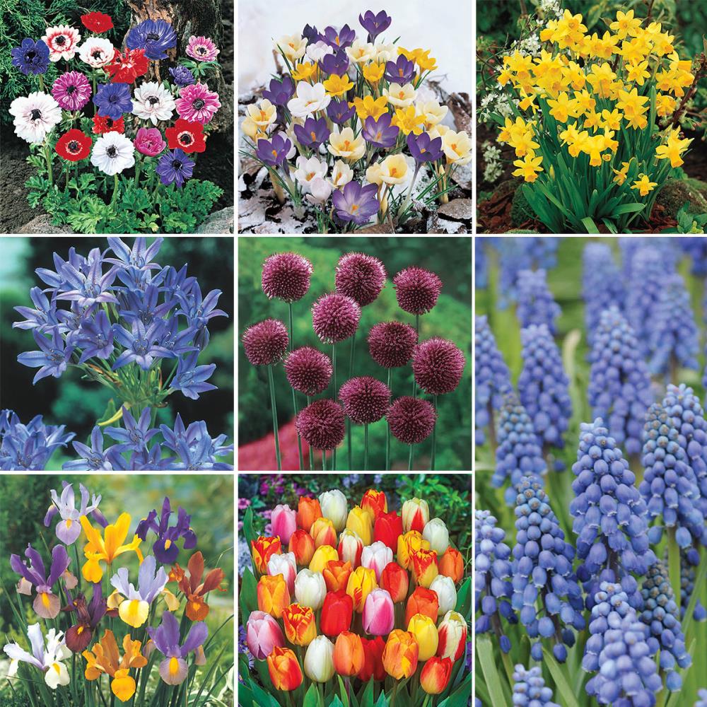 Breck's Multicolor Classic Dutch Garden Mixed Bulbs 125-Pack in the ...