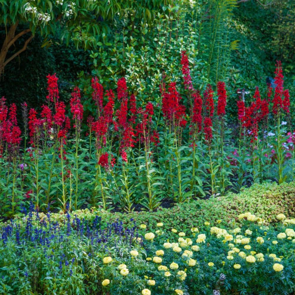Spring Hill Nurseries 65798 perennials - View #2