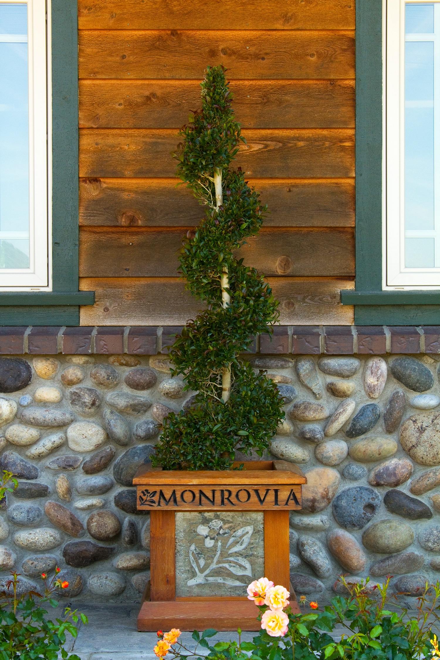 Monrovia 033425SP Monterey Bay Brush Cherry Screening Shrub in 3.58 -Gallon Pot 1 -Pack with White Blooms