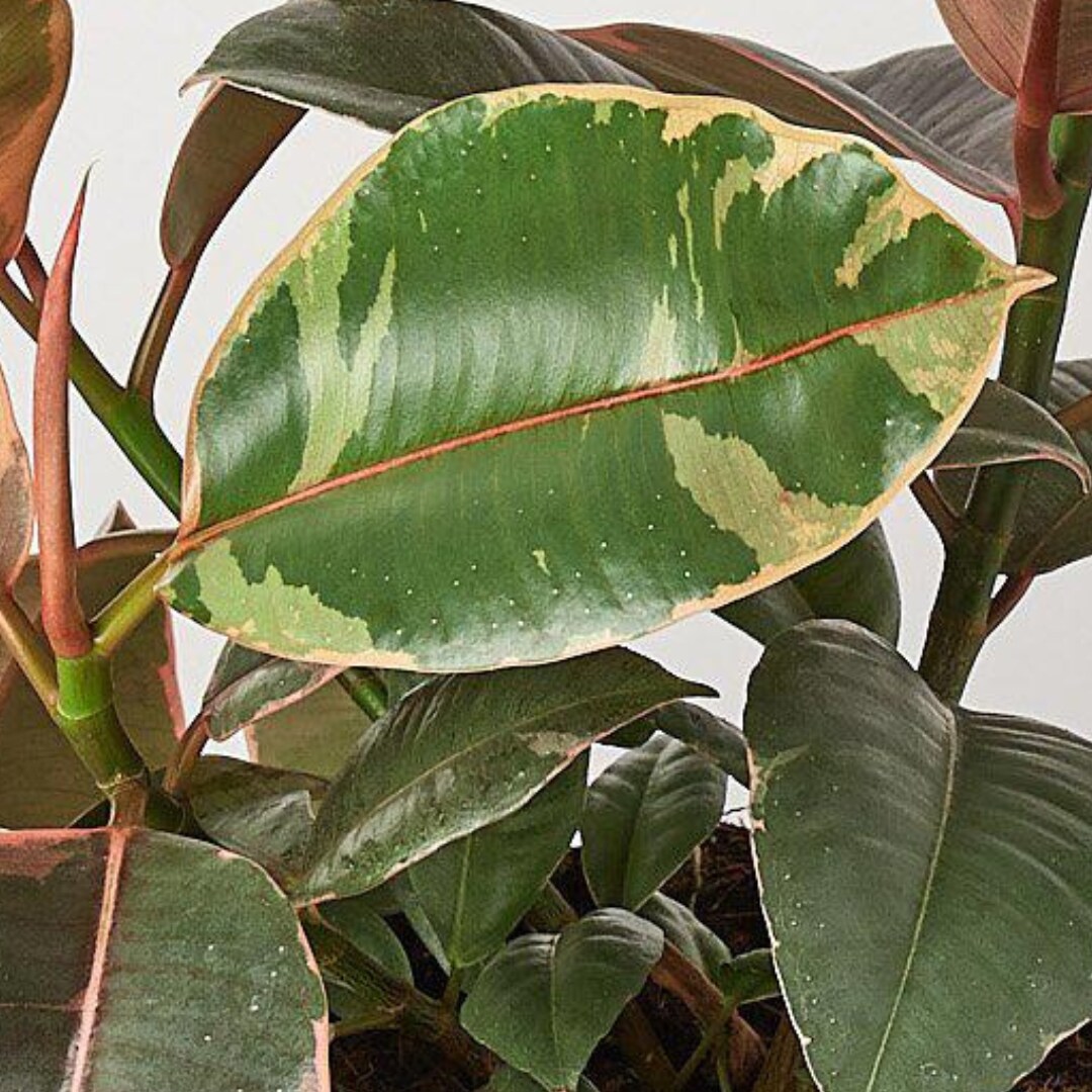 House Plant Shop 6-FICUS-RUBYPINK hseplants - View #3