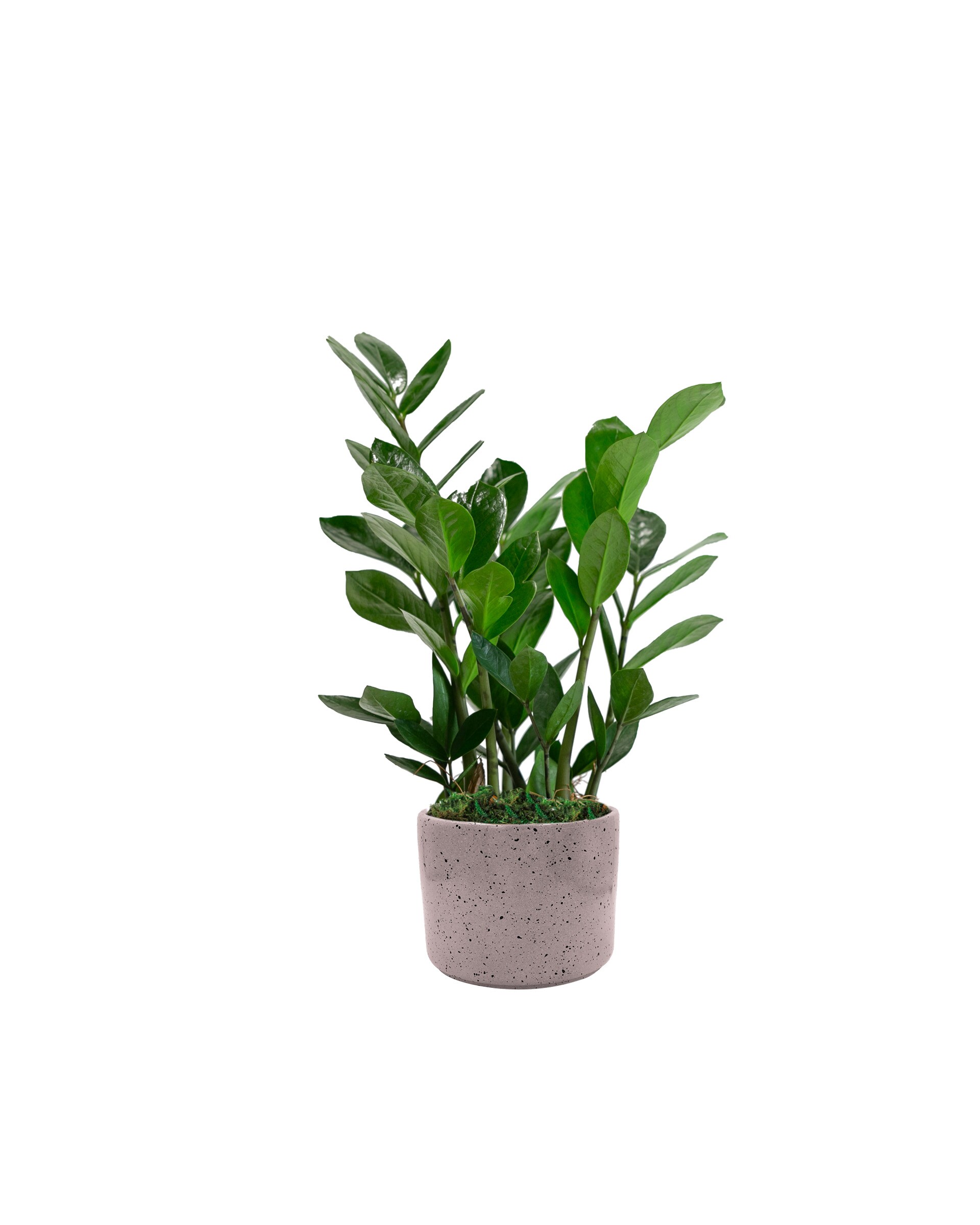 Natural Foliage Live ZZ Plant Plants, Bulbs & Seeds at Lowes.com