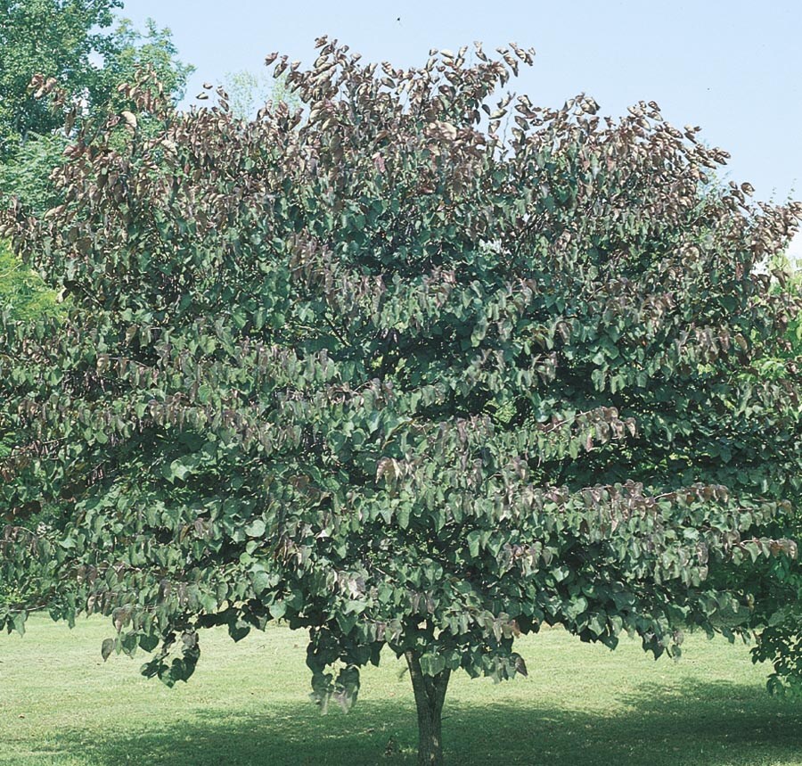 How To Trim A Forest Pansy Redbud Tree - how to trim a forest pansy redbud tree