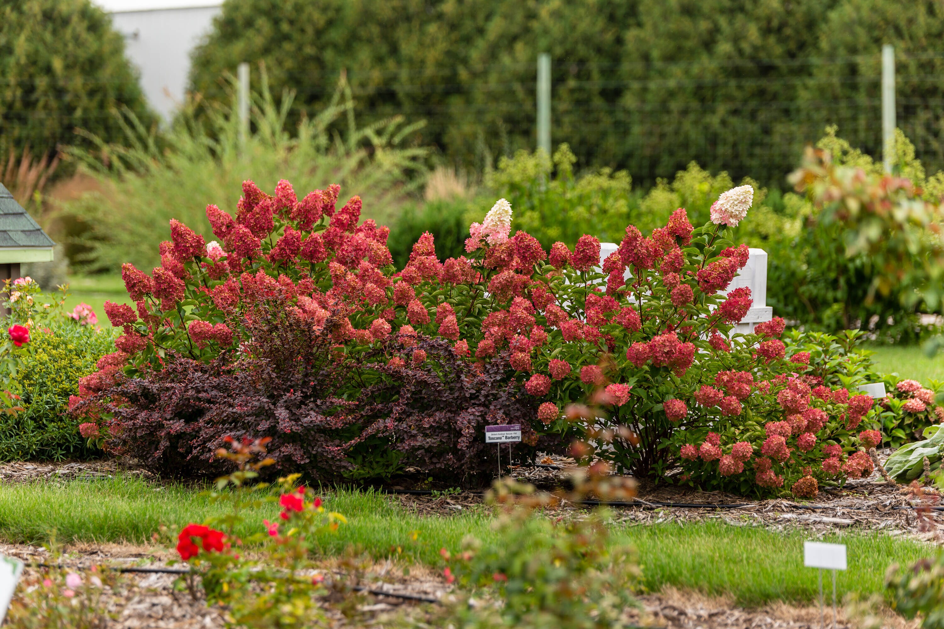 Lowe's NURSERY shrubs - View #6