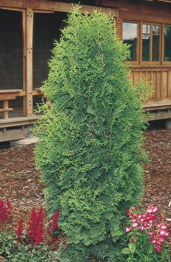  NURSERY Brandon's Arborvitae Screening Shrub In Pot (With Soil)