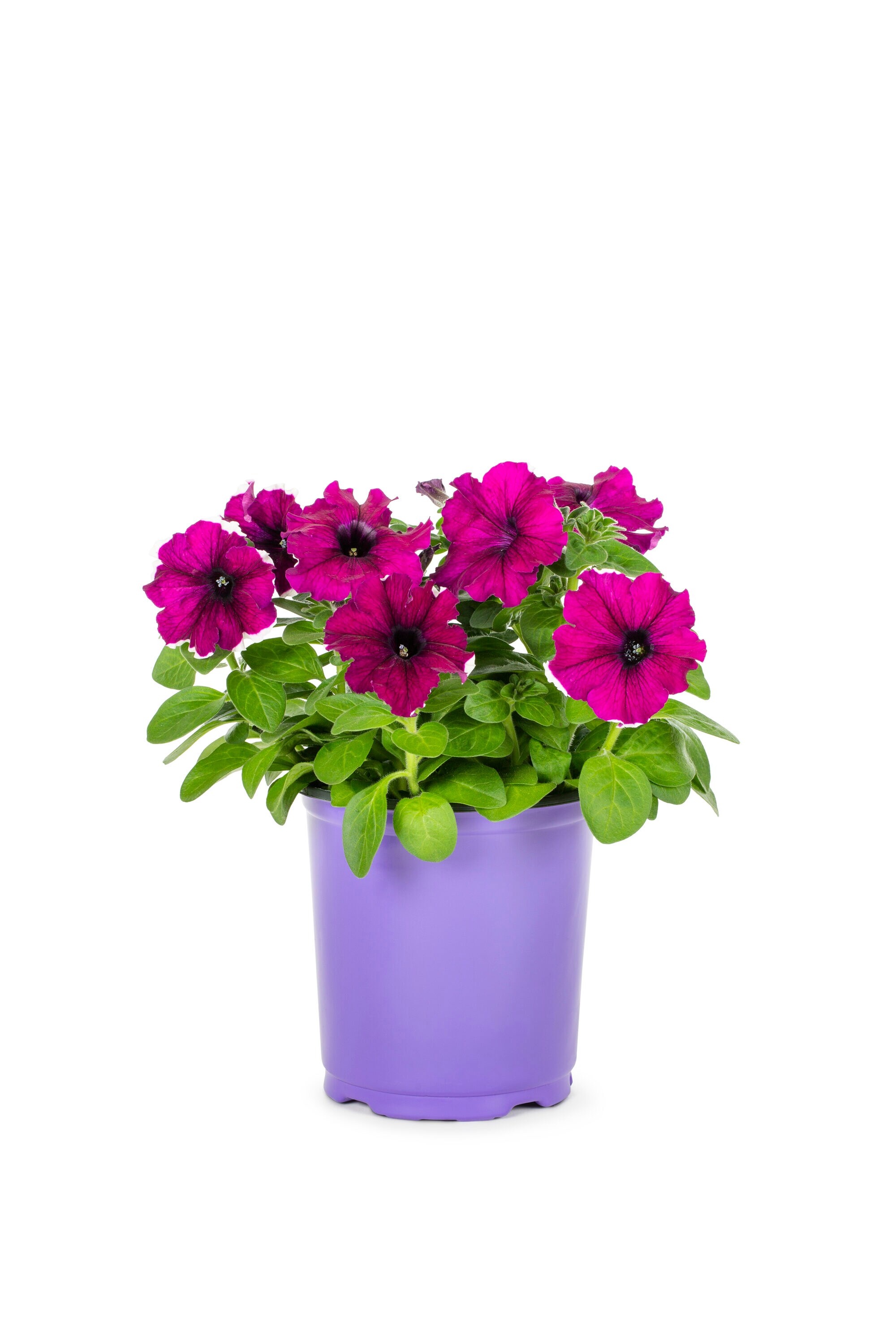 Metrolina Greenhouses 79106 annuals - View #5