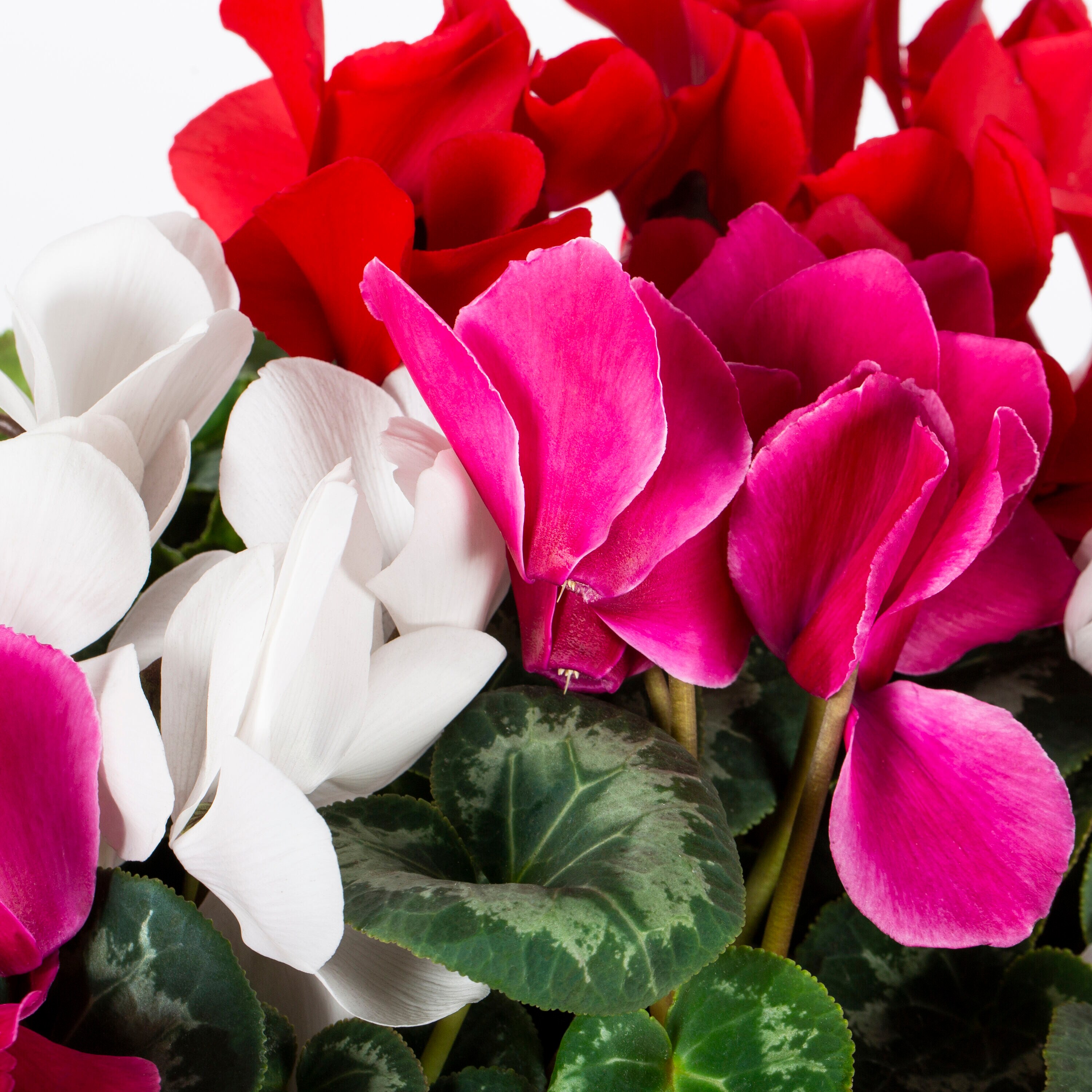 Ready Refill NURSERY annuals - View #2