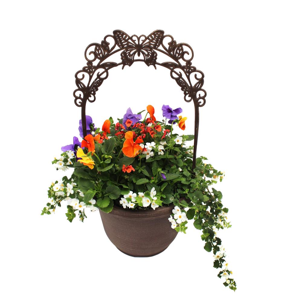 Lowe's NURSERY Multicolor Mixed Annuals Combo in 2.2 Gallon(s) Planter