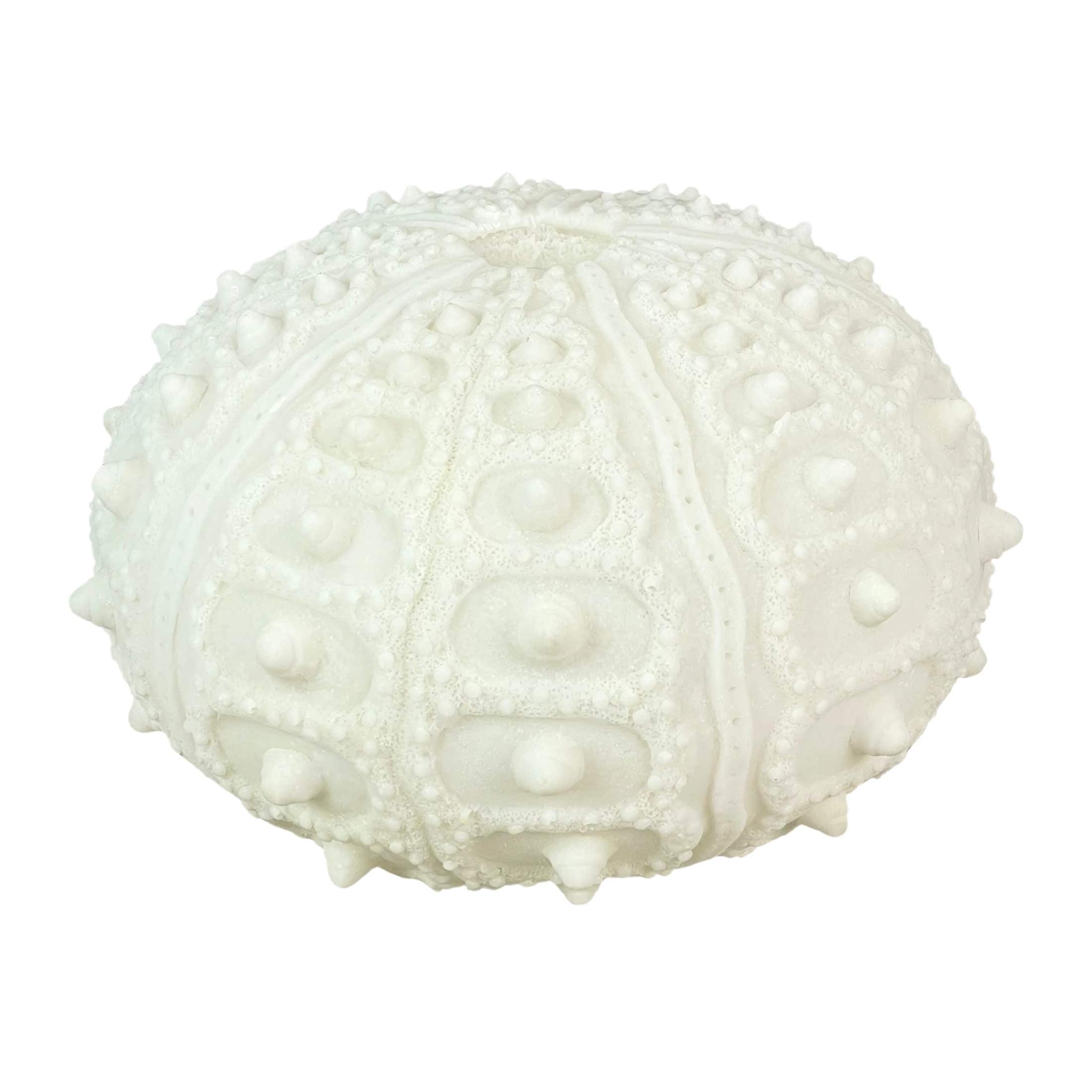 Contrast CON-72109 Coastal Sea Urchin Accent Lamp - 12 Inch Diameter x 7 Inch High - Resin Sculpture with Warm Glow - 70-Inch White Cord and Inline Switch - Decorative Lighting for Home or Commercial Spaces