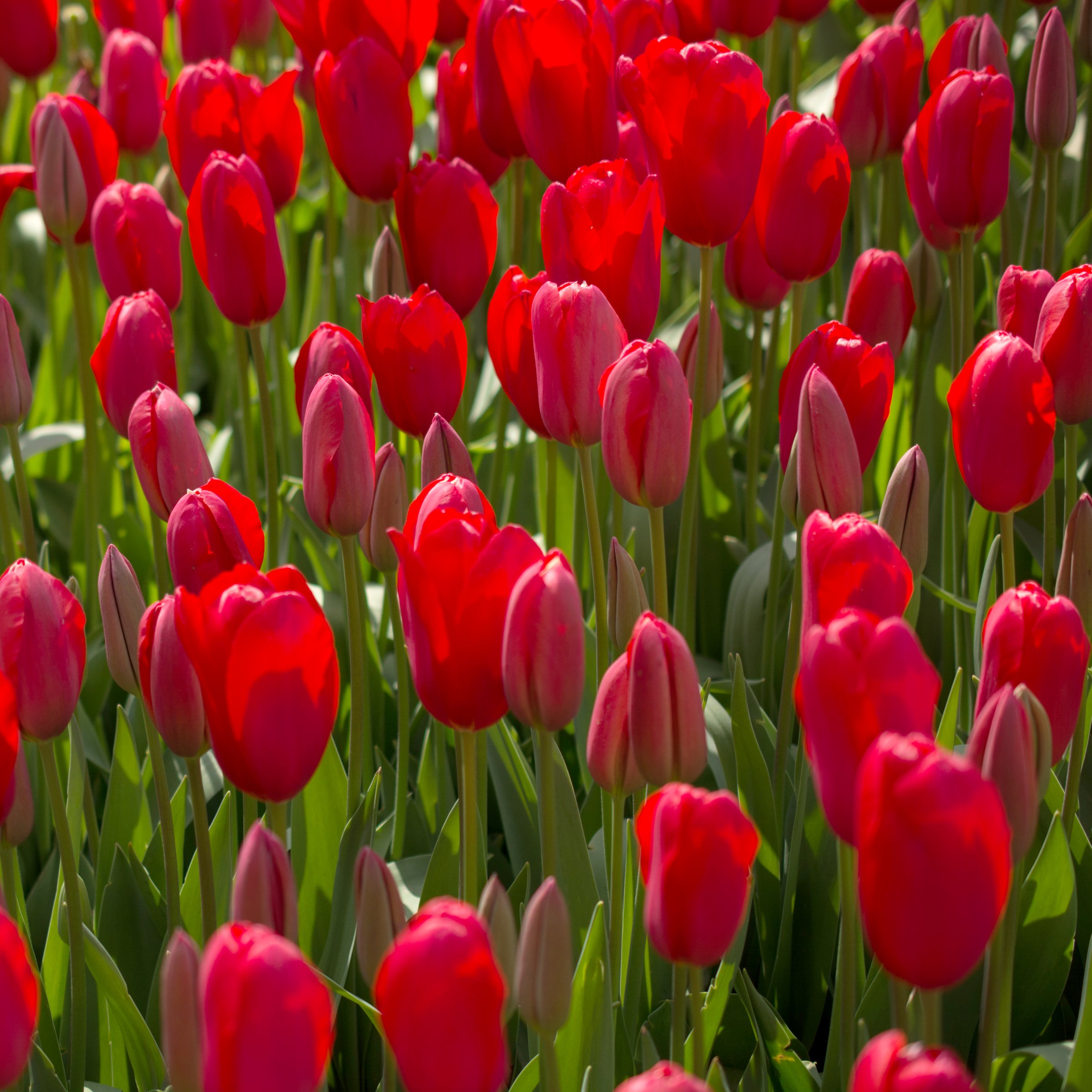 National Plant Network LW3148A Plant-Bulbs - View #3