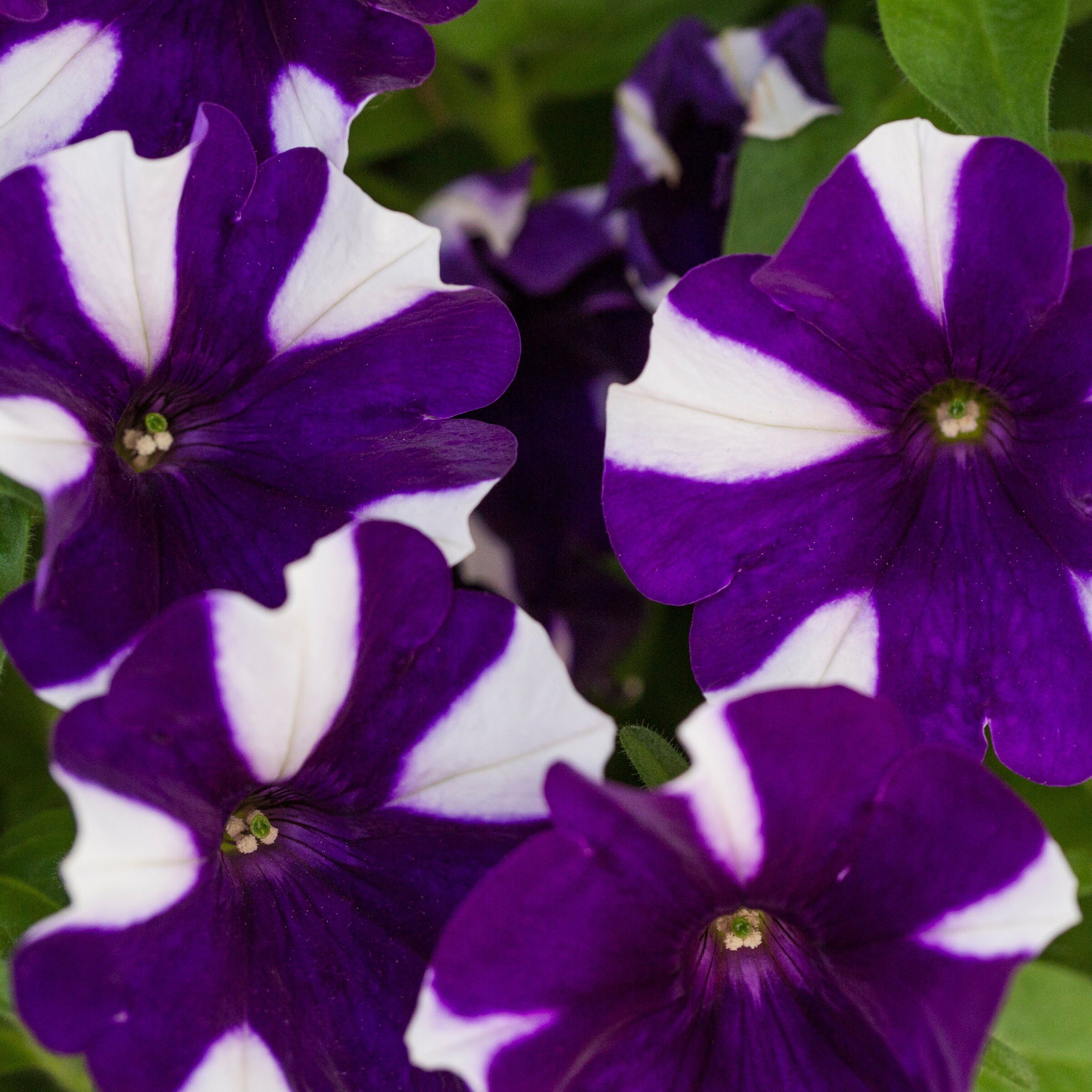 Lowe's NURSERY annuals - View #10
