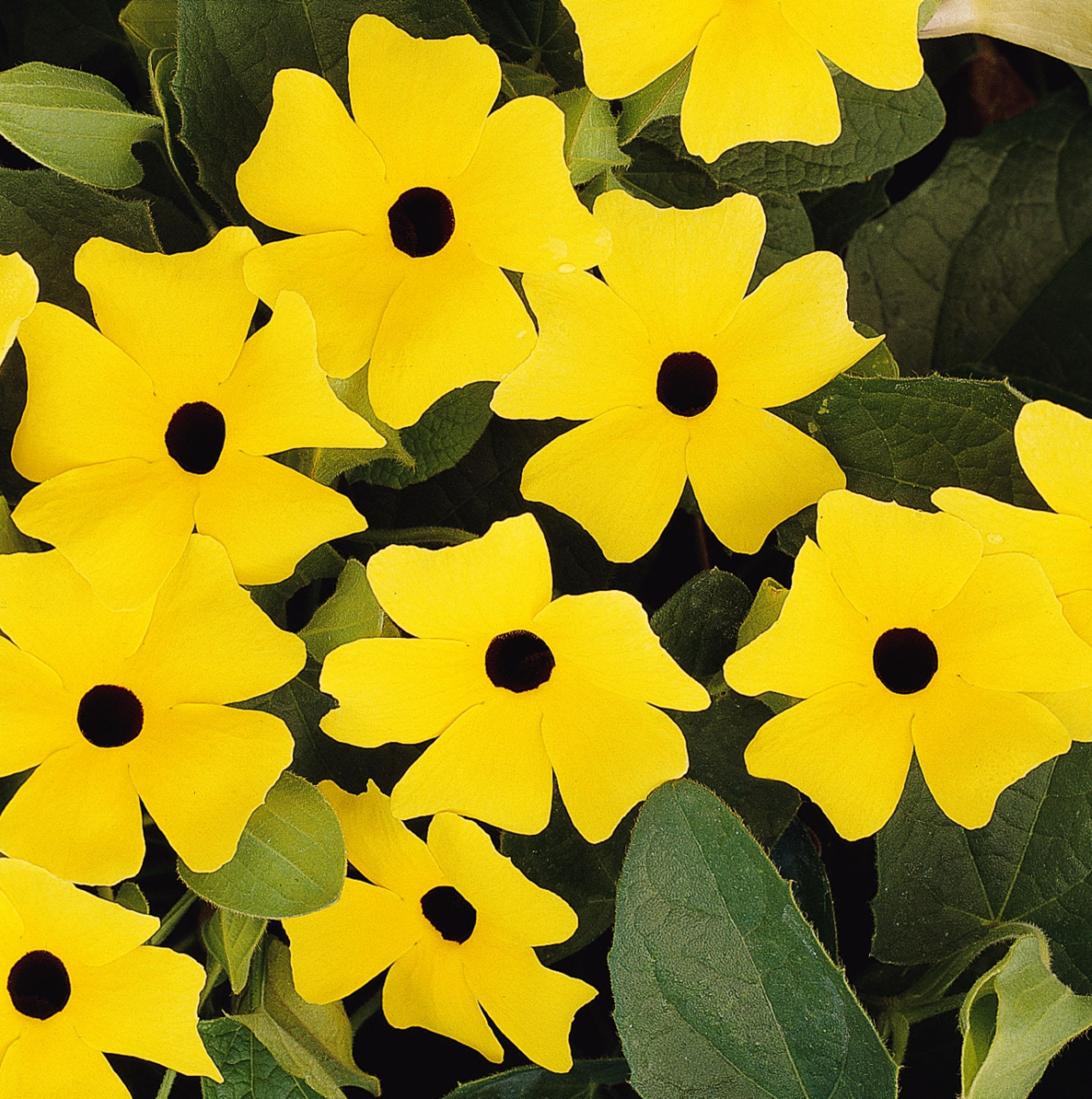 Hirt's Gardens - Sunny Yellow Black Eyed Susan Vine - Thunbergia - NEW 2.5 inch Pot