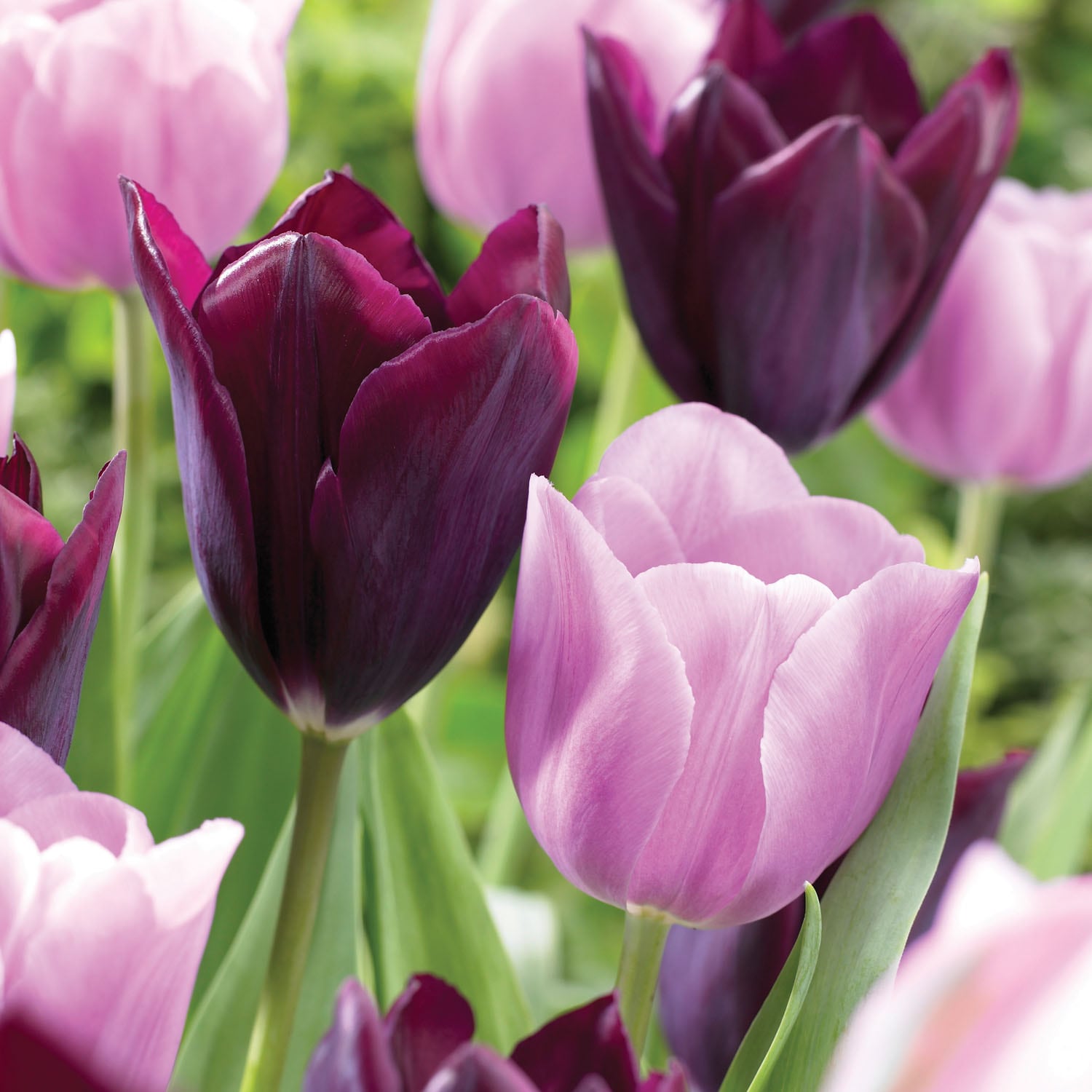 Garden State Bulb ECF-127-50-02 Multicolor Purple and Pink Mix Triumph Tulip Bulbs 50 Count