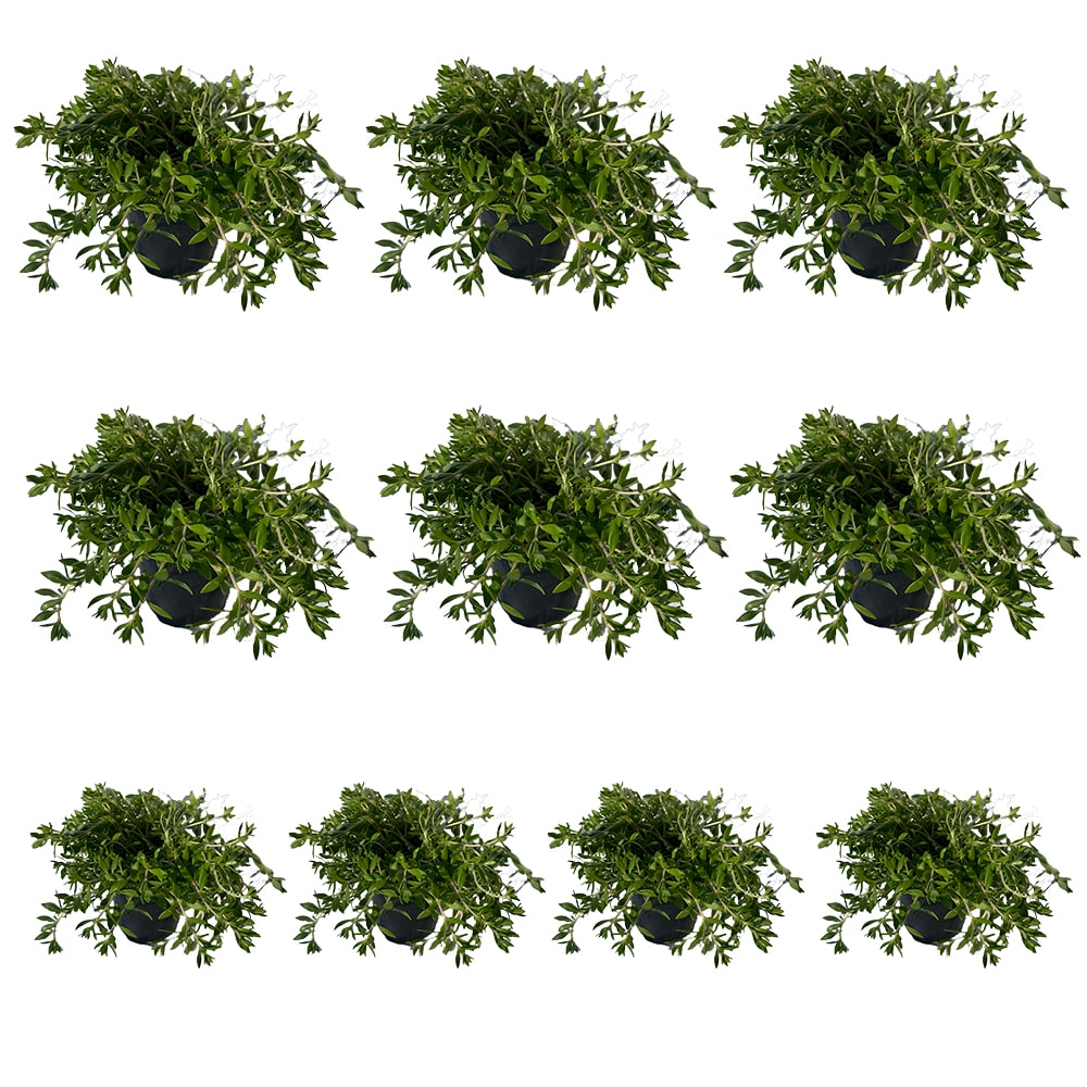 Runesay HBPLANT-03 Yellow Gold Moss Stonecrop House plant in 10 Pack Pot 1 -Pack