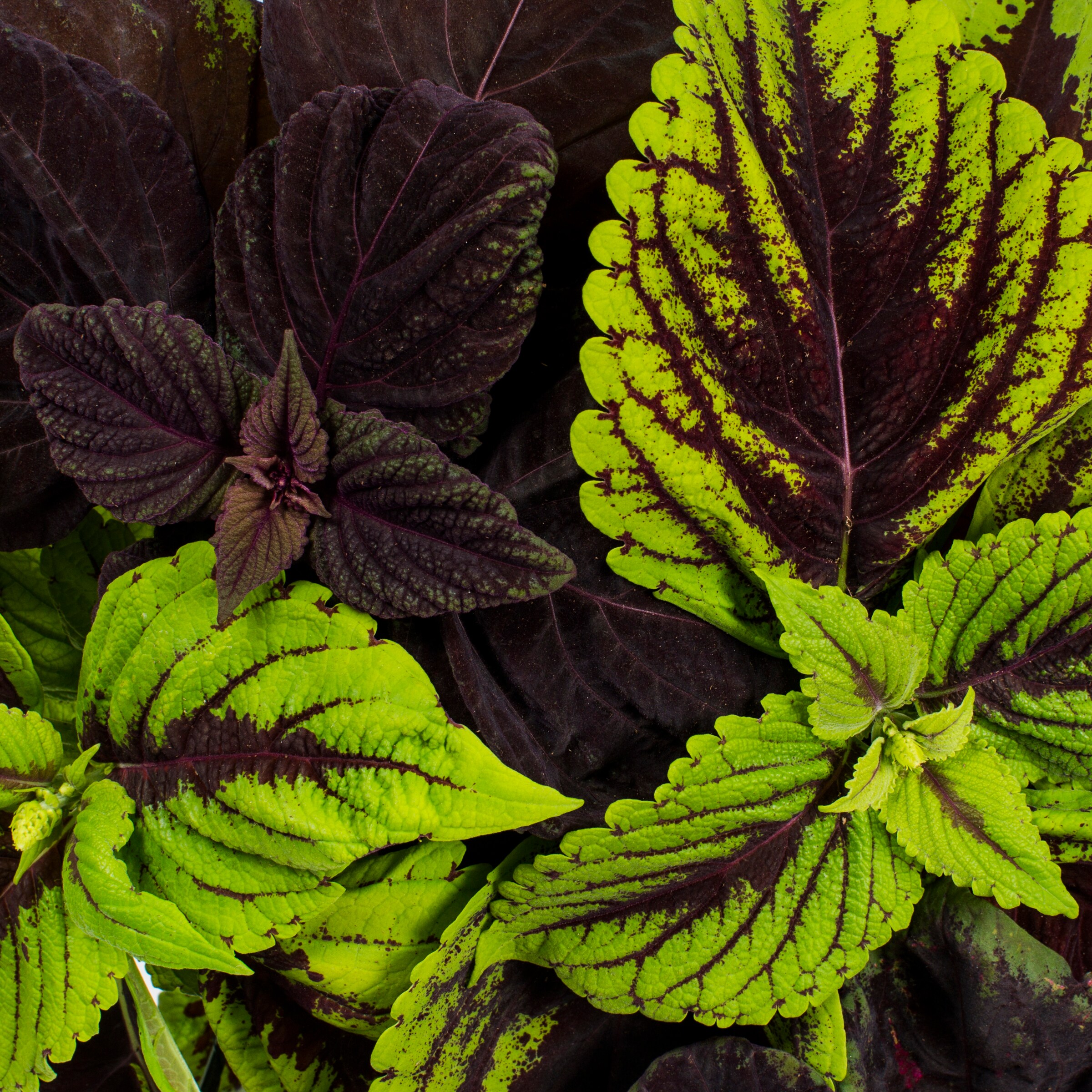 Lowe's NURSERY annuals - View #2