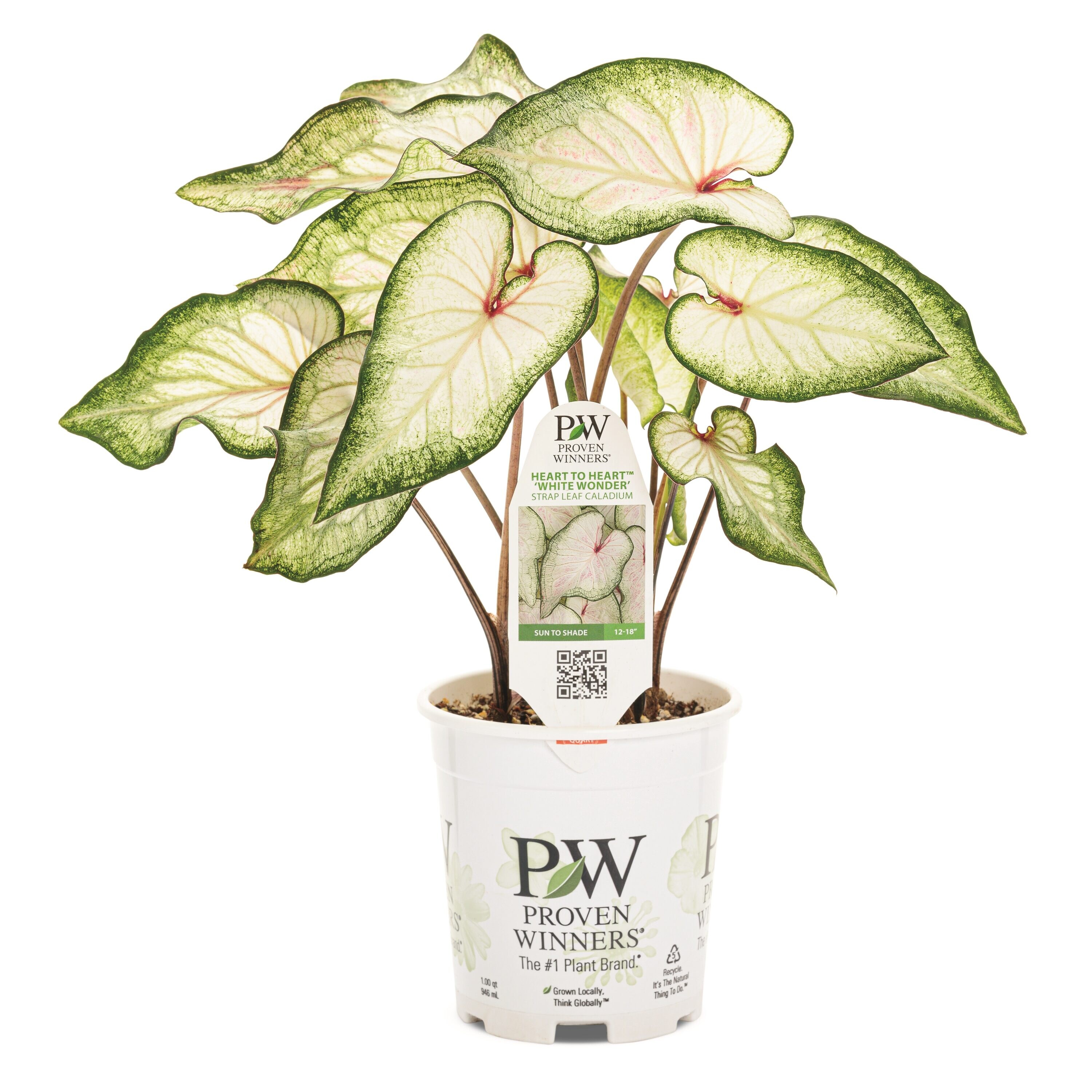 Proven Winners 1-Gallon Fresh Christmas Potted Caladium in the Fresh ...