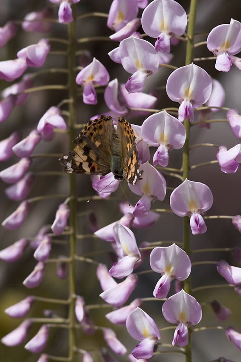 Deer Resistant Part sun Vines at Lowes.com