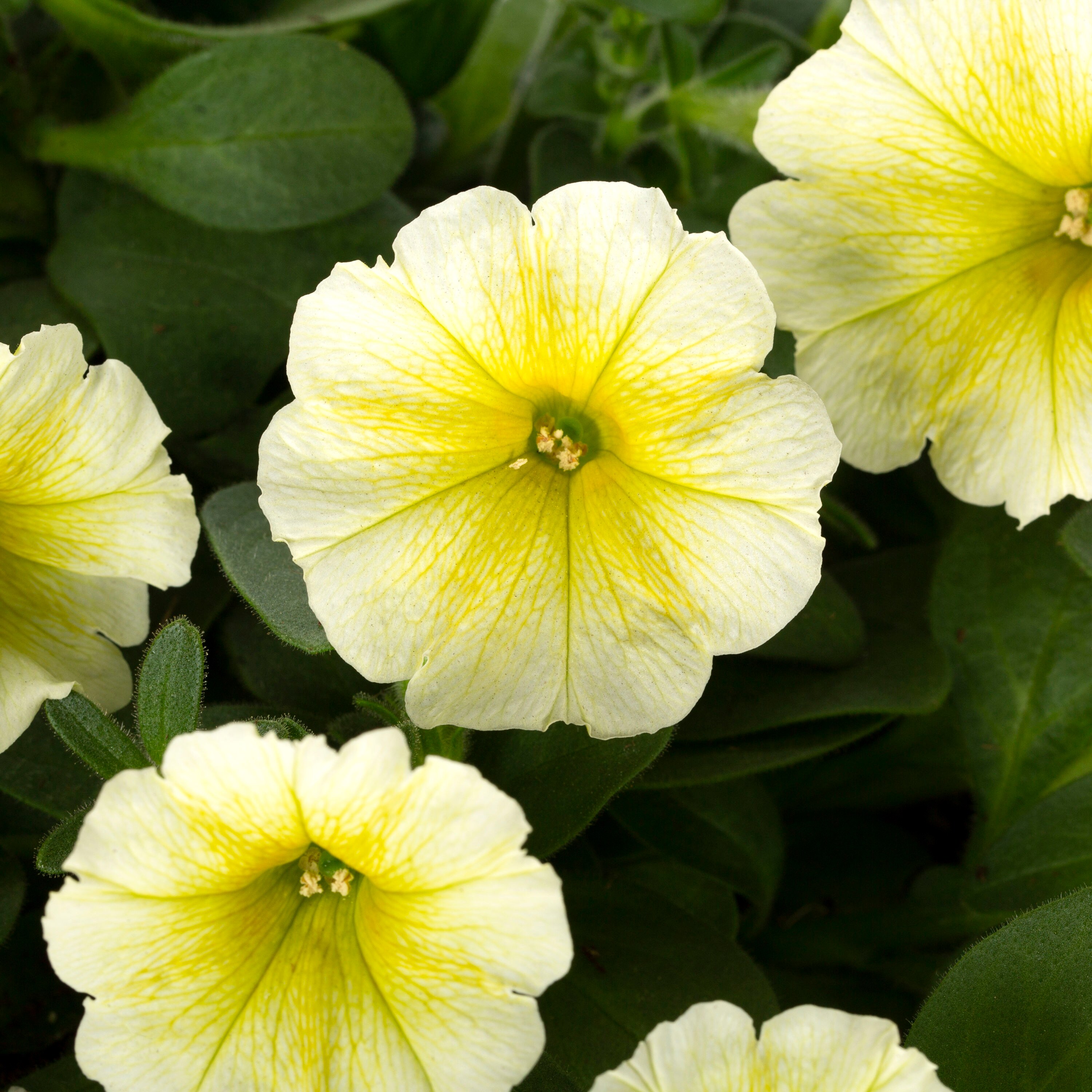 Lowe's Multicolor Wave Series Petunia in 2.5-Quart Planter in the ...