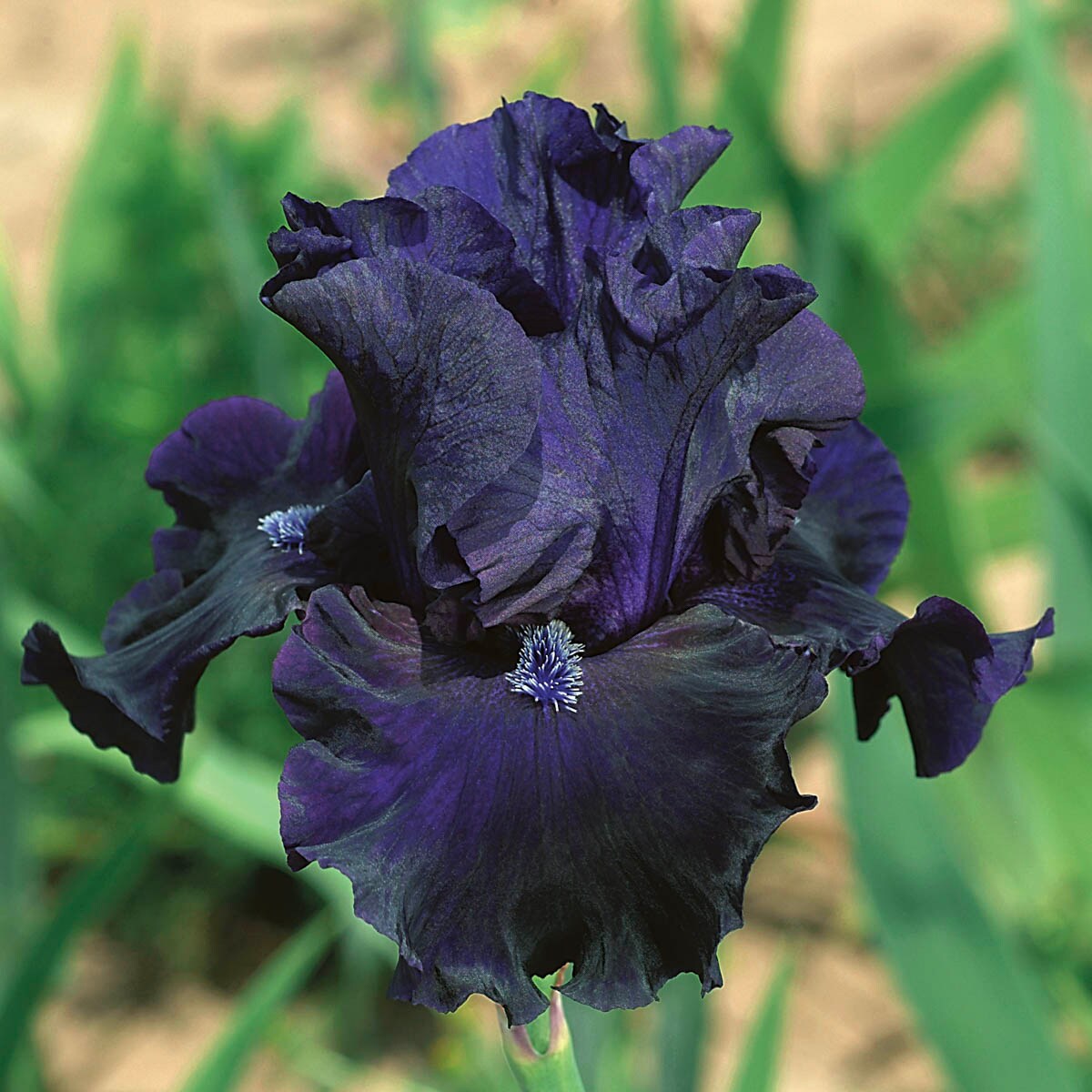 Spring Hill Nurseries Purple Obsidian Bearded Iris Perennial Plant in 1 ...