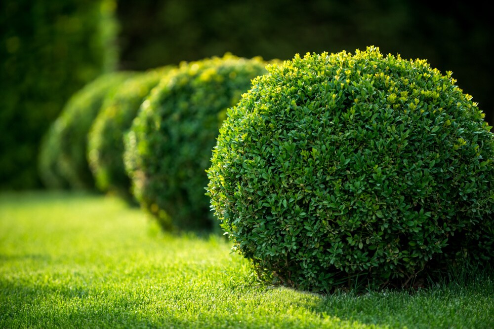 Spring Hill Nurseries 79014 shrubs - View #4
