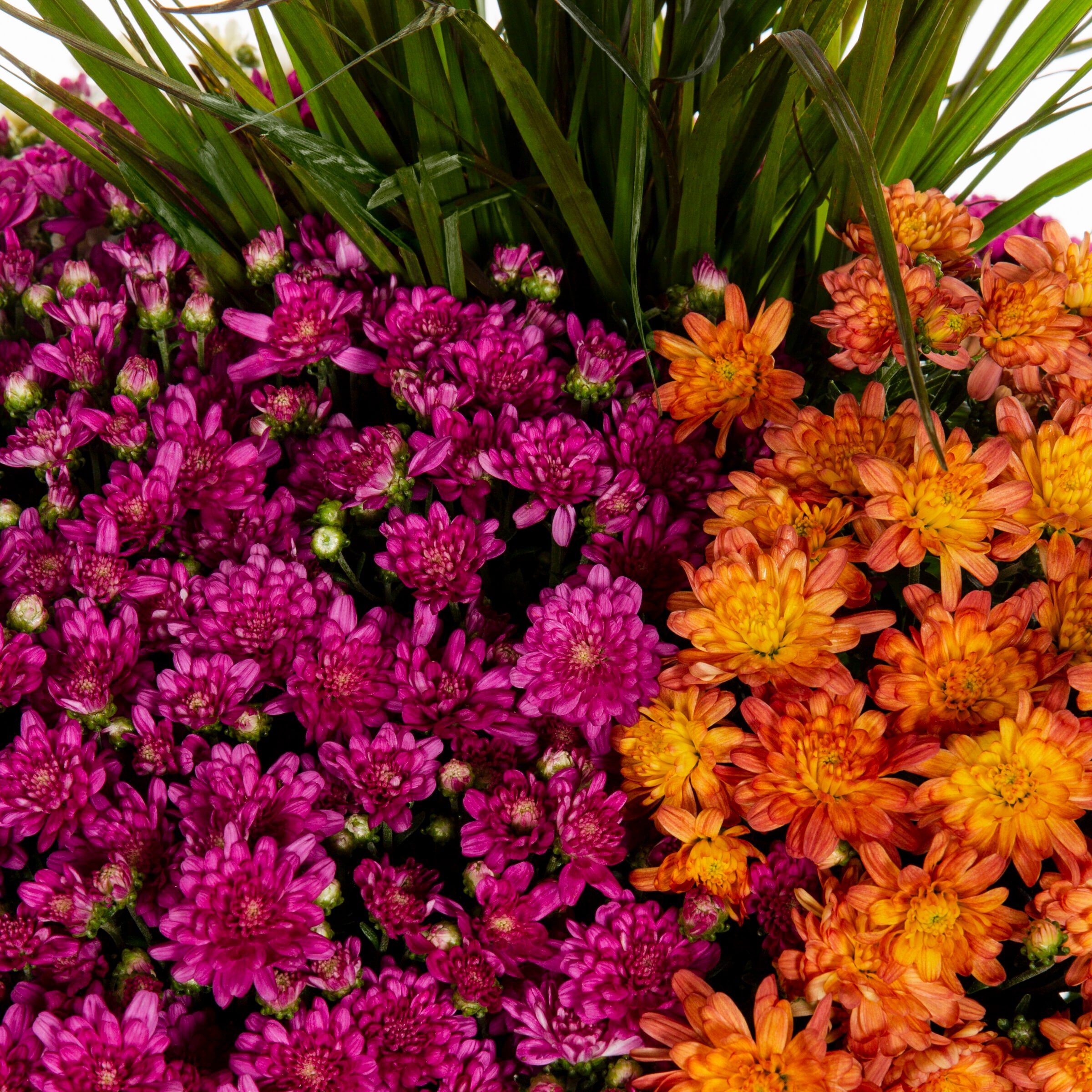 Lowe's 3768797 annuals - View #2