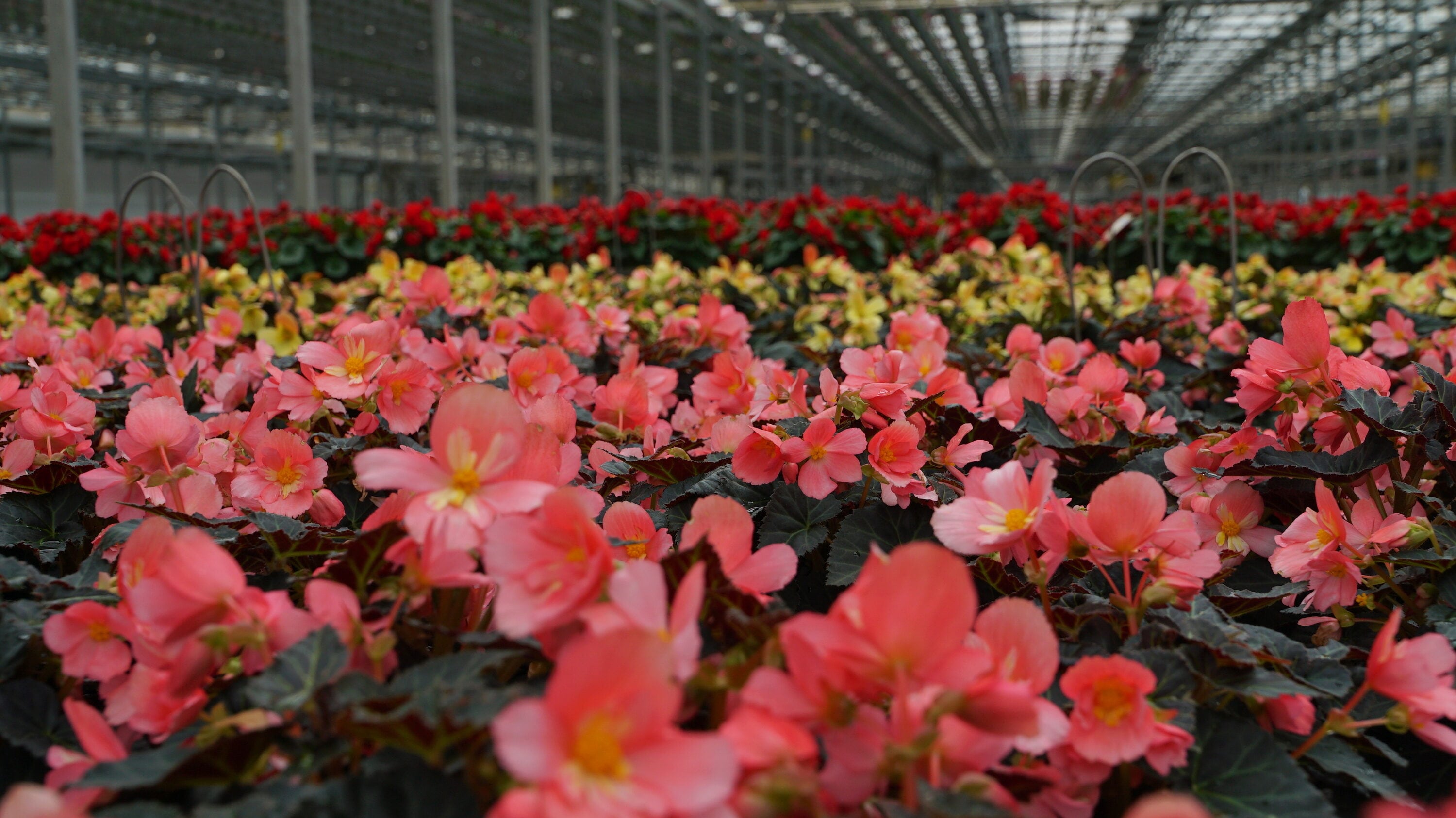Proven Winners 5061 annuals - View #3