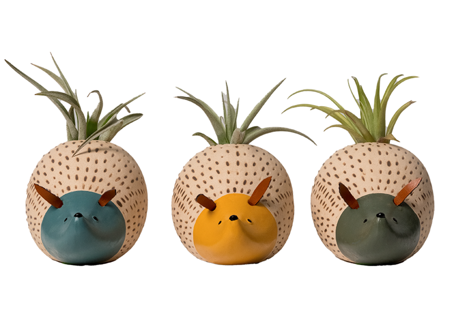 LiveTrends ASB08156 Tilly Hedgie the Hog House plant in 3 -Pack Pot 3 -Pack