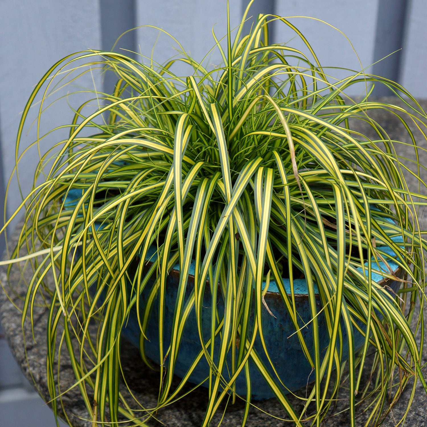 Southern Living Plant Collection 0730Q-1 Ornamental-Grasses - View #5