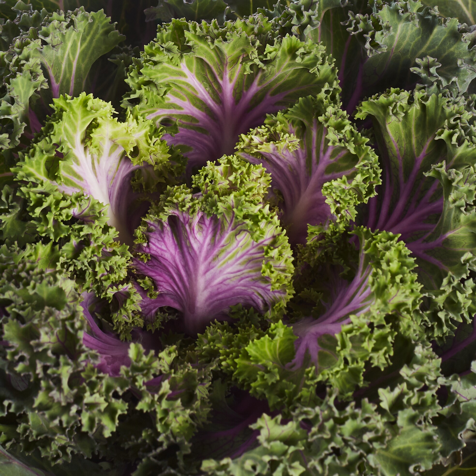 Lowe's NURSERY annuals - View #2