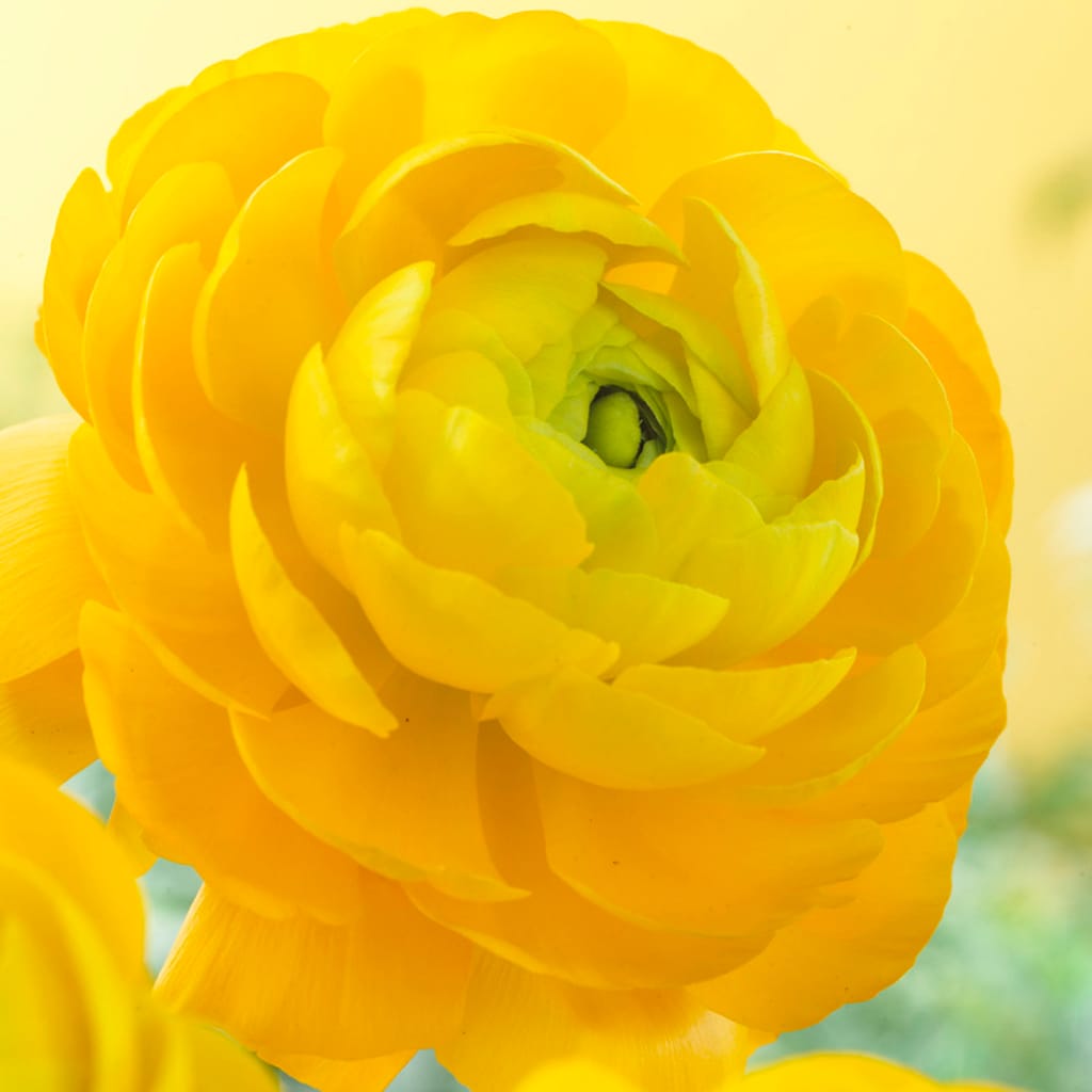 Van Zyverden 833241 Yellow Ranunculus Double Yellow Bulbs 25.0 Count