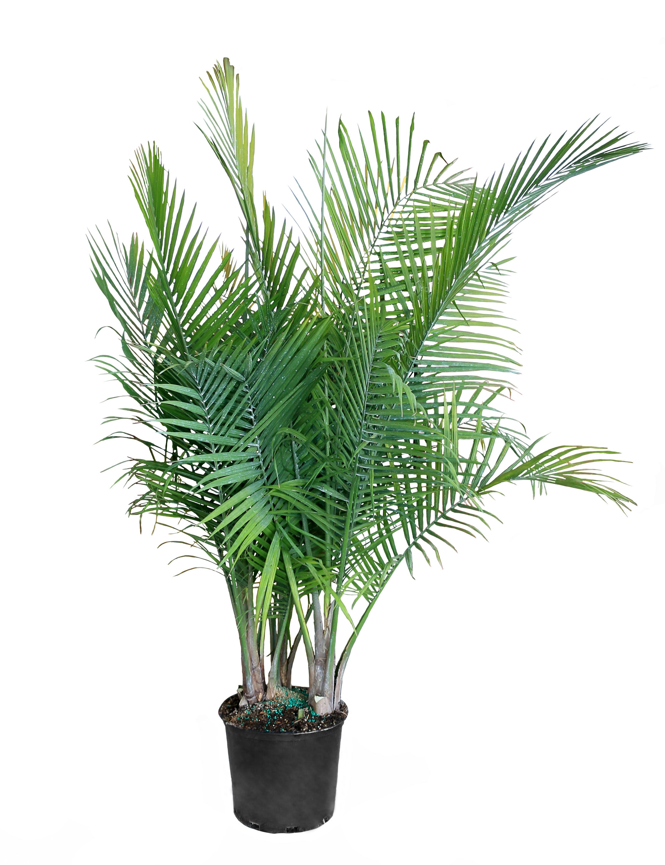 Costa Farms Majesty Palm House Plant in 12-in Pot in the House Plants ...