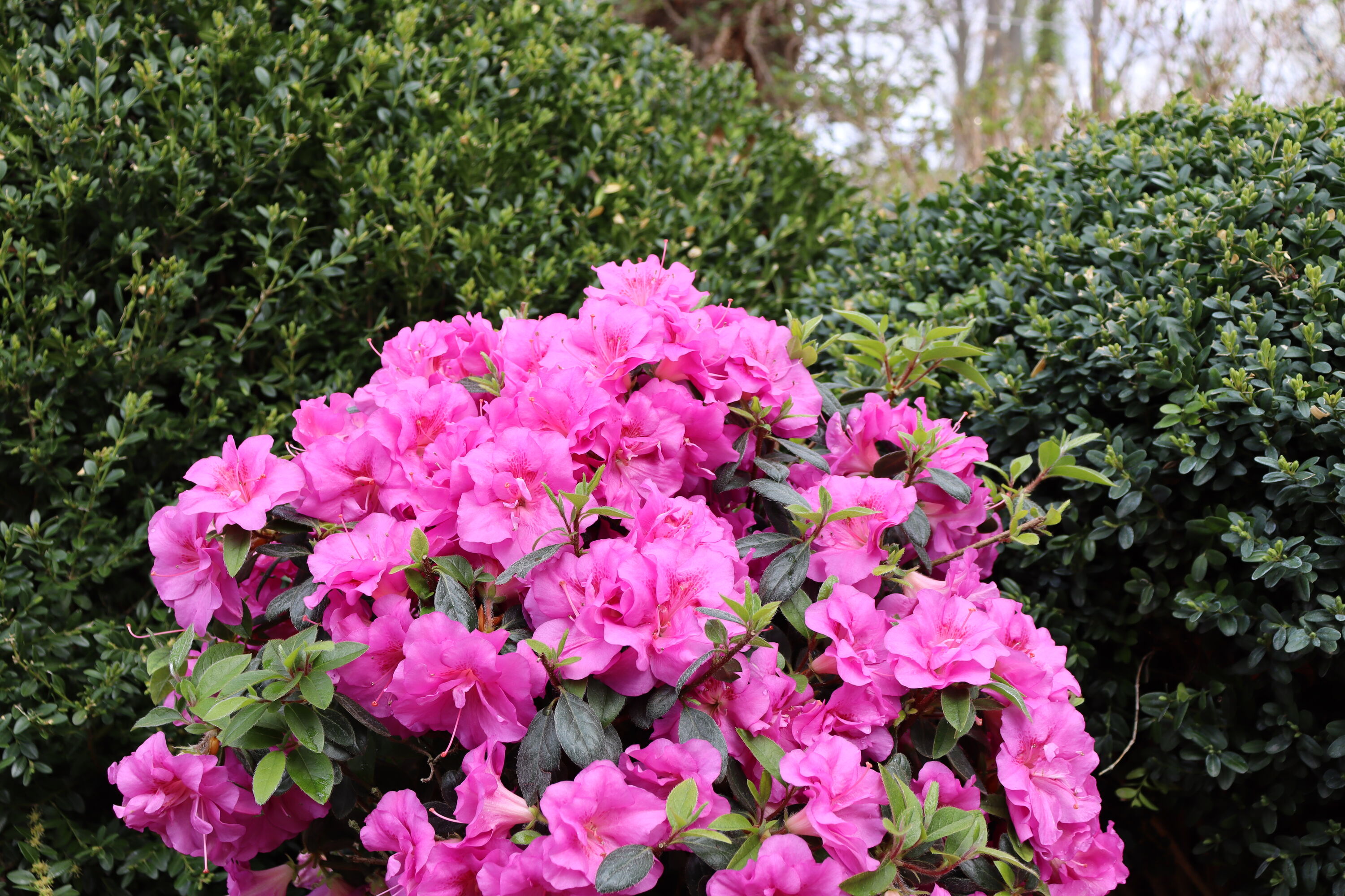 Proven Winners RHOPRC3007800 shrubs - View #4