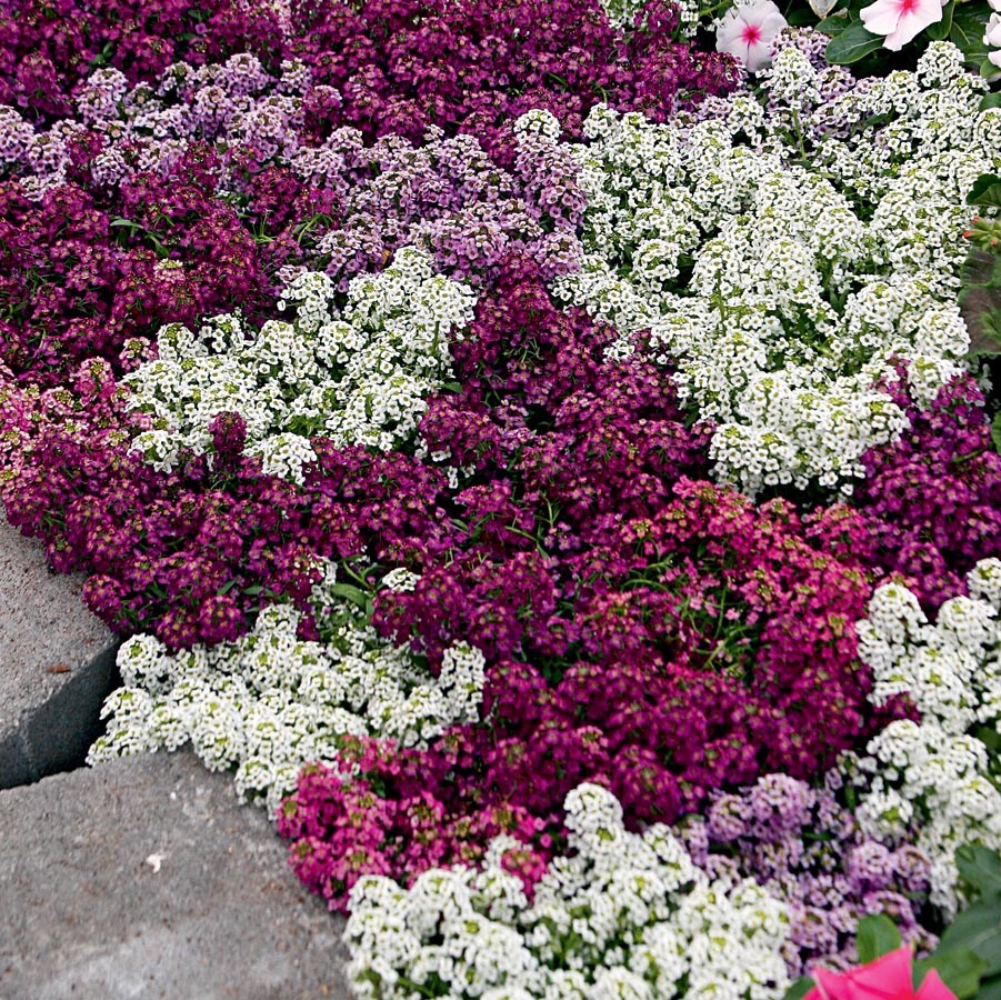 Lowe's NURSERY annuals - View #3