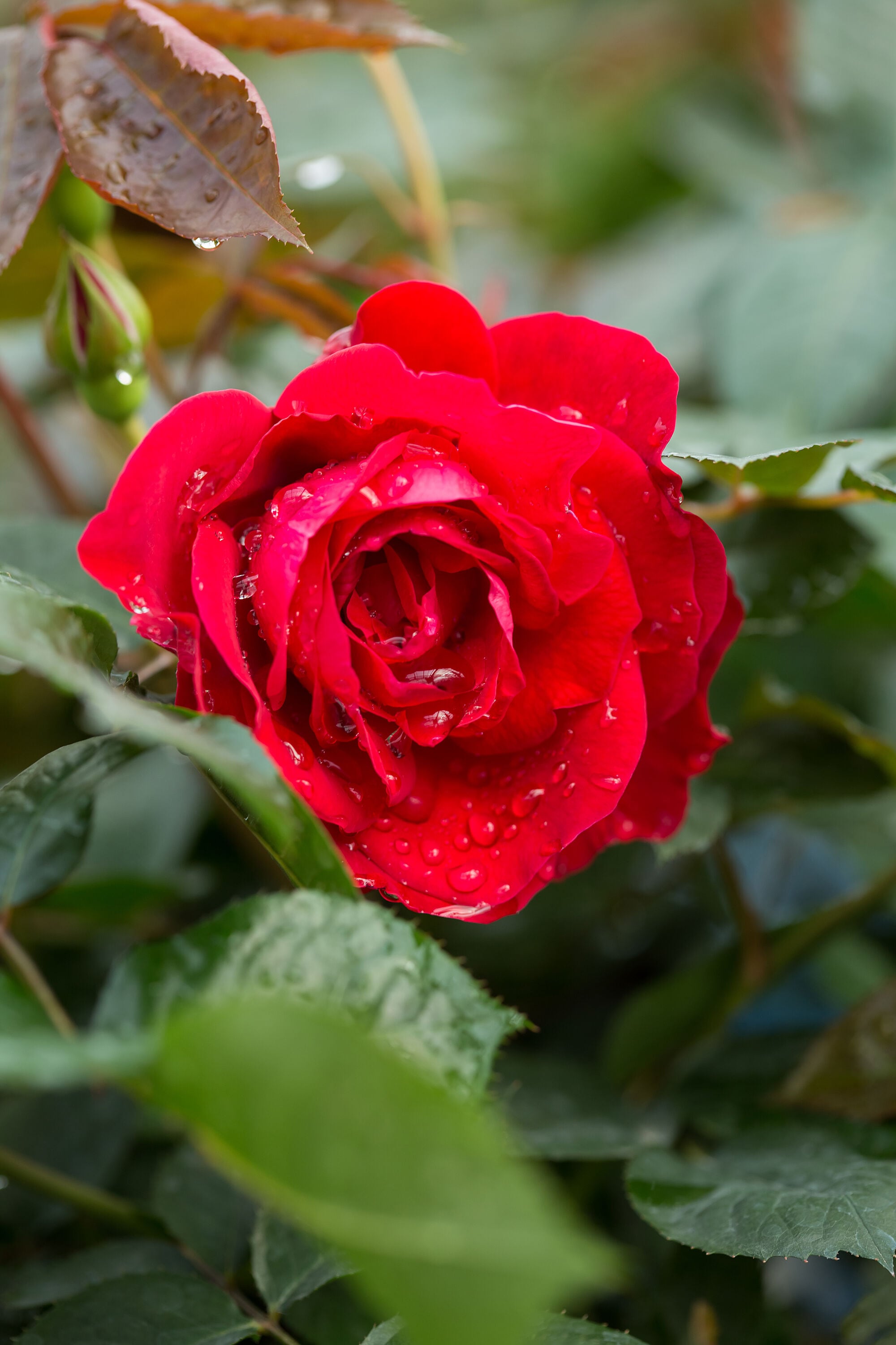 Lowe's NURSERY roses - View #8