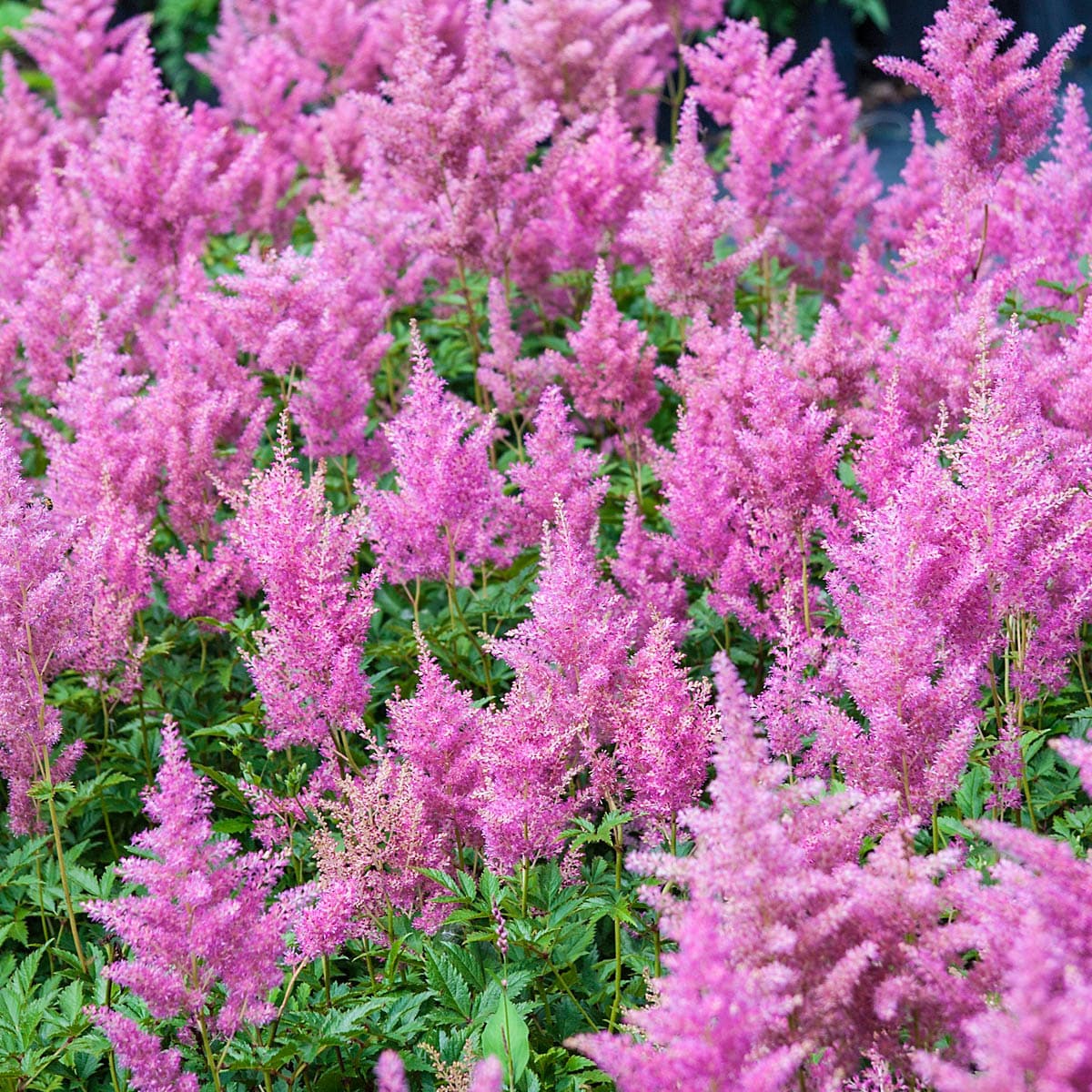 Breck's 64557 perennials - View #3