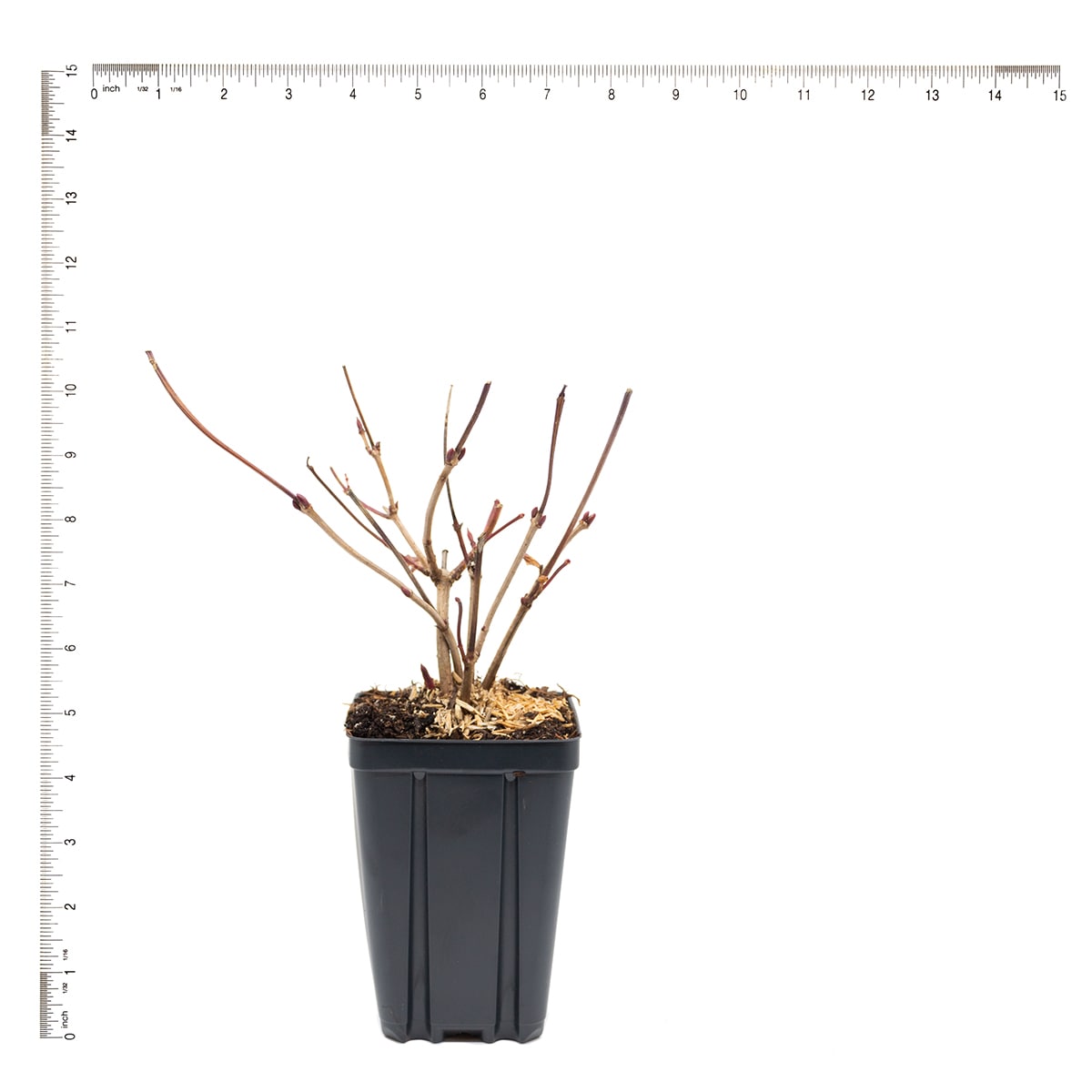 Van Zyverden 82923 Plant-Bulbs - View #4