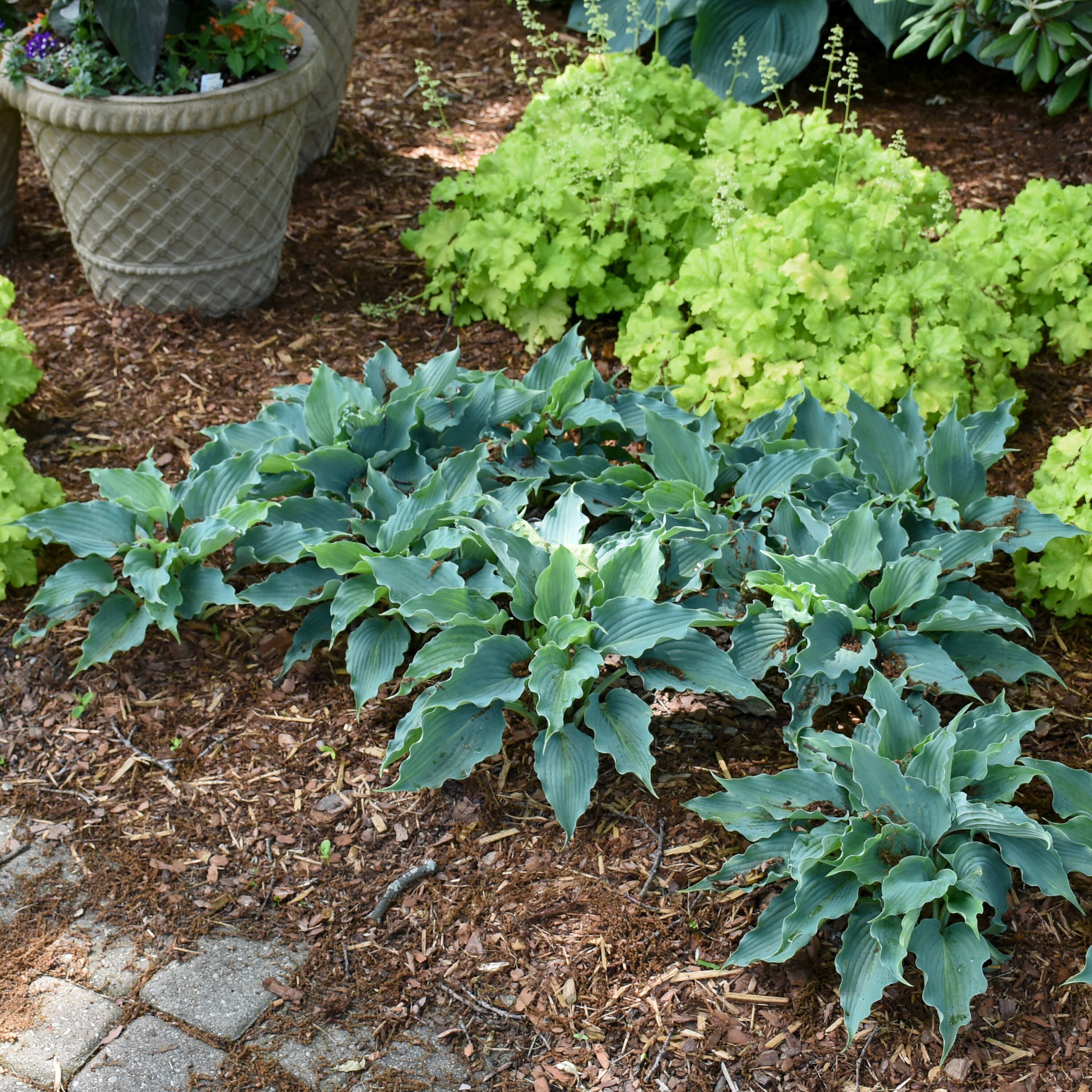 Proven Winners HOSPWP2086102 perennials - View #4