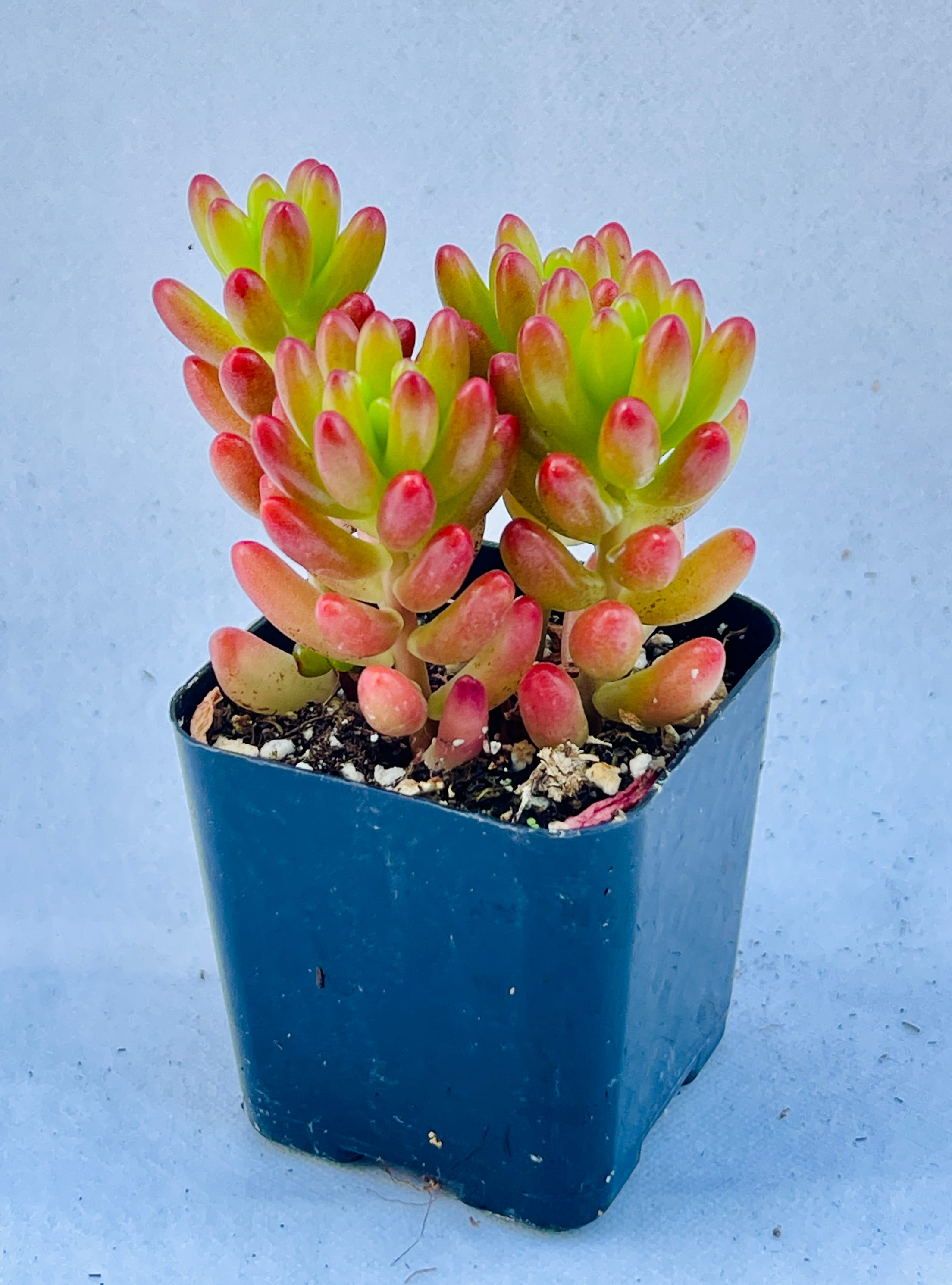 MiniEpic OP-LS-17 hseplants - View #5