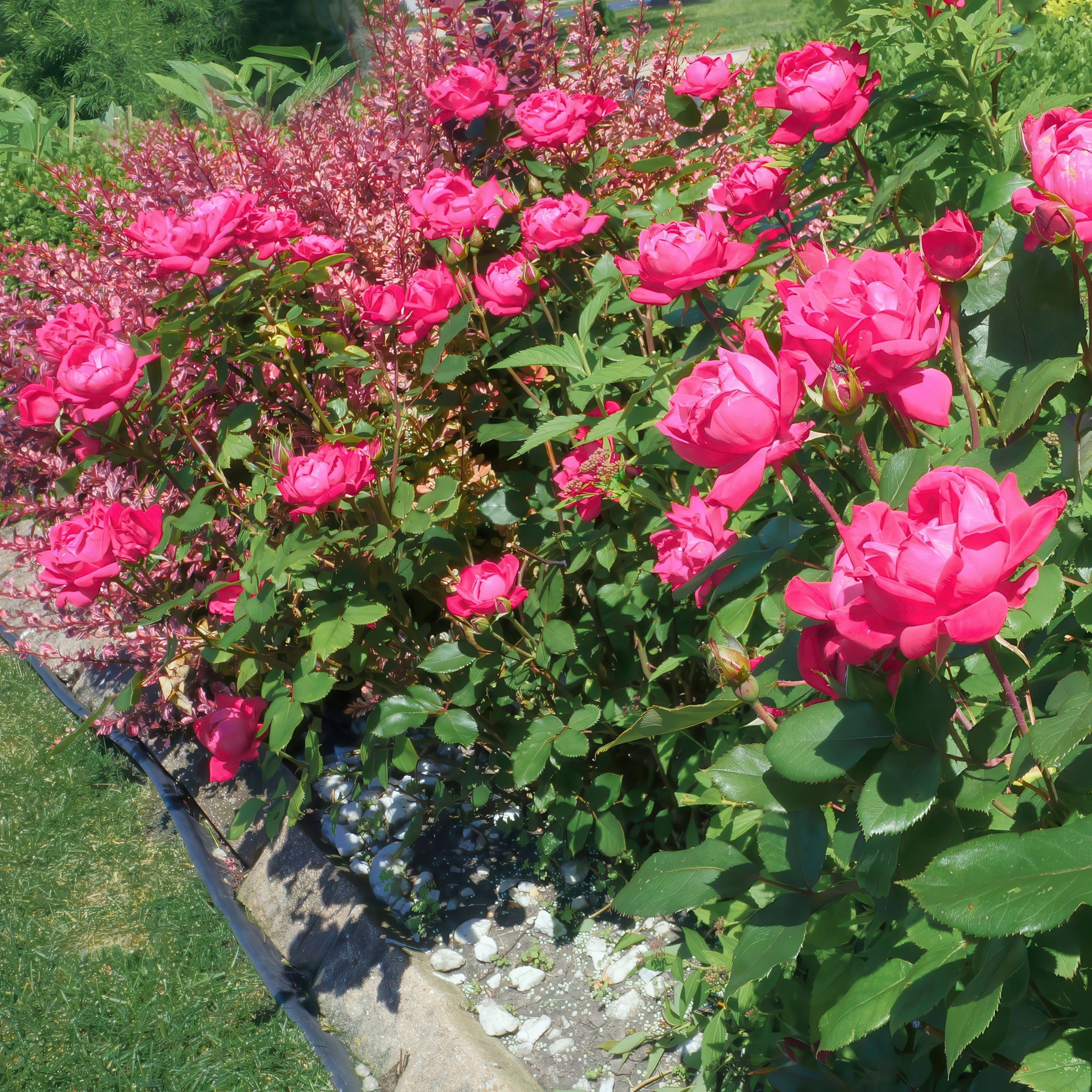 National Plant Network LW2573 roses - View #4